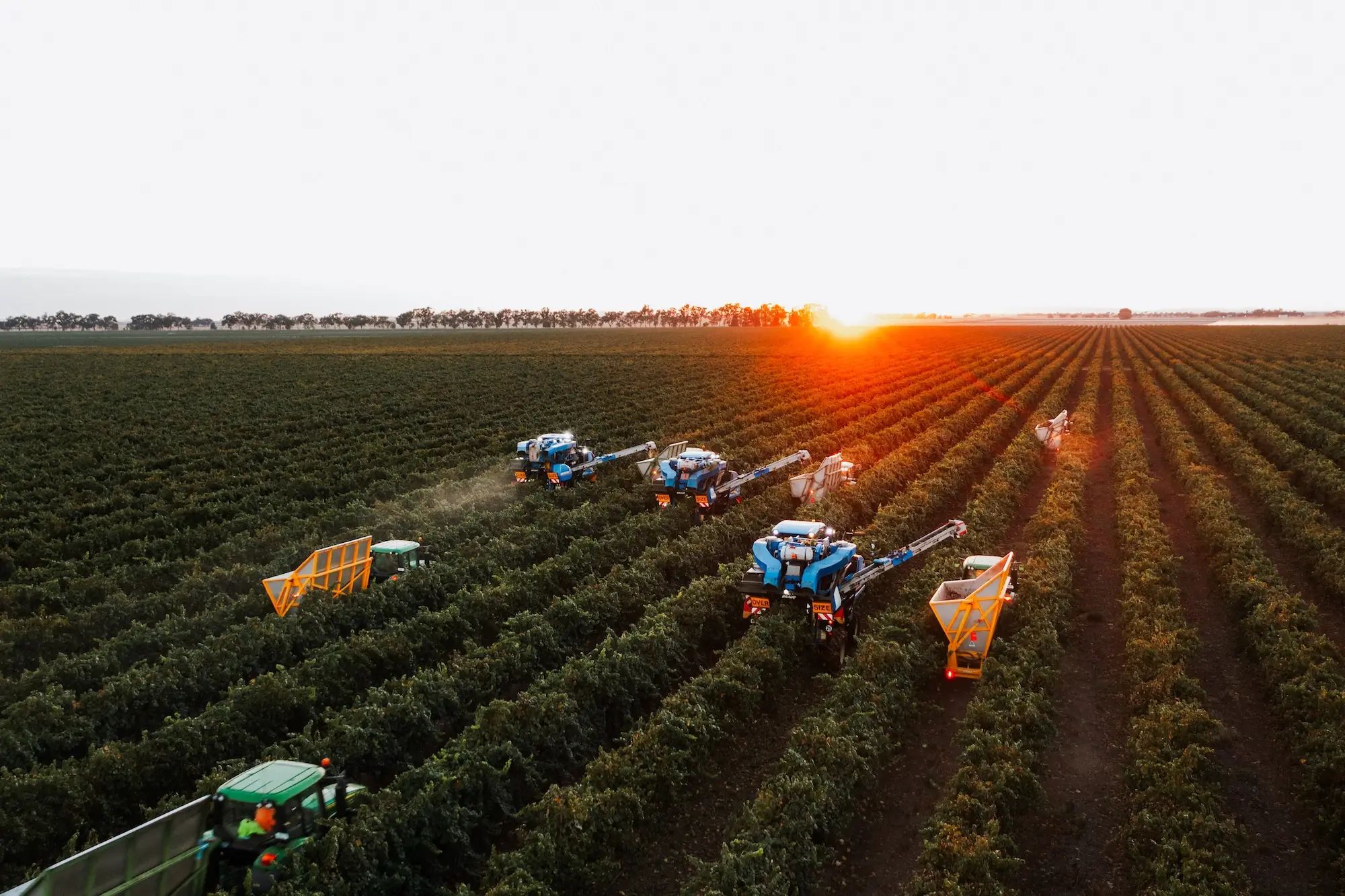 Farm machinery harvesting grapes in a vineyard at sunset, showcasing agronomy and soil nutrition for higher fruit yields.