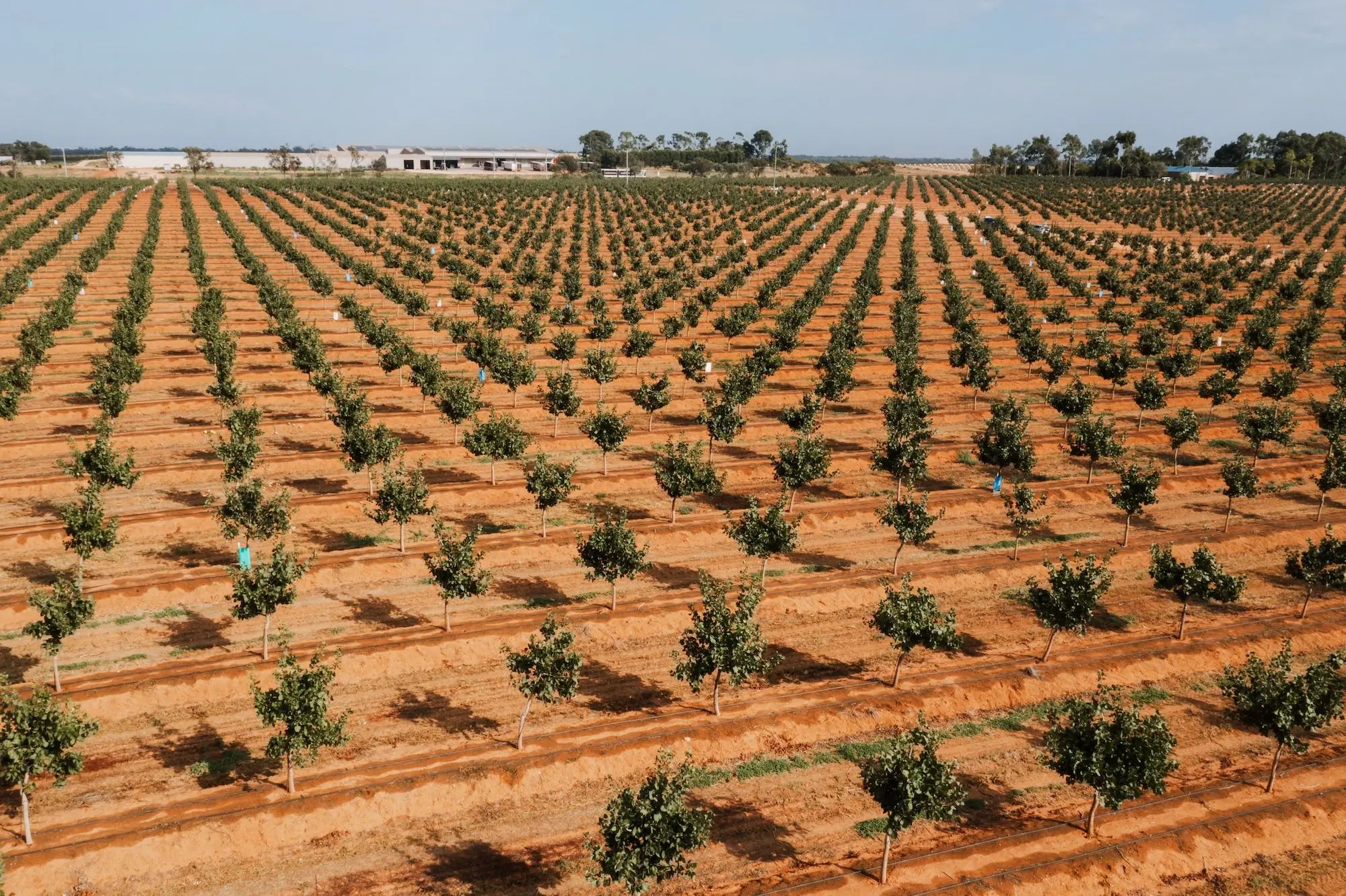 Rows of young trees growing in neat lines on an Australian farm, highlighting agronomy and soil nutrition for higher fruit yields.