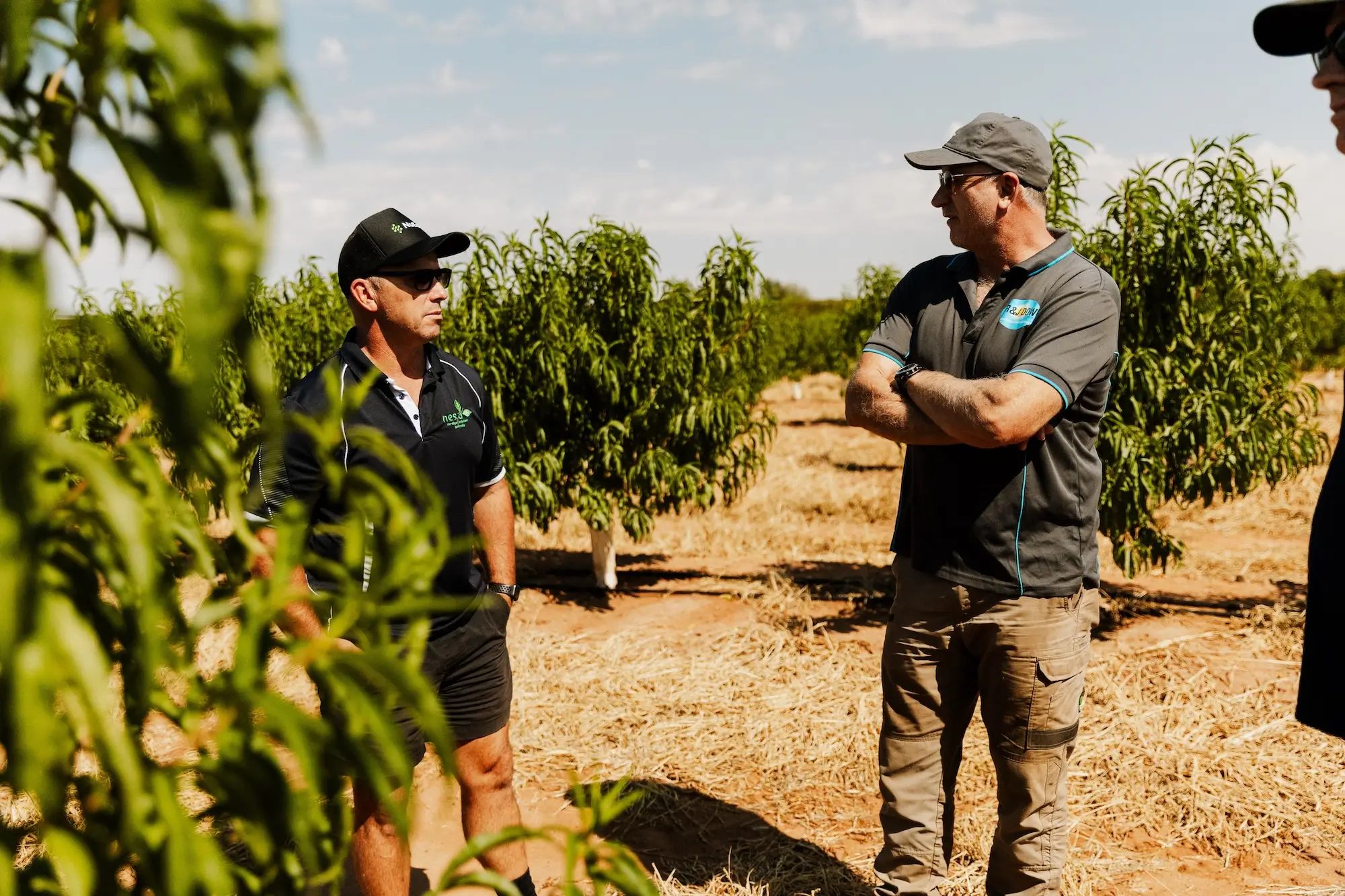 Farmers in an orchard discussing crop management strategies for higher fruit yields using NuEdge agronomy techniques.