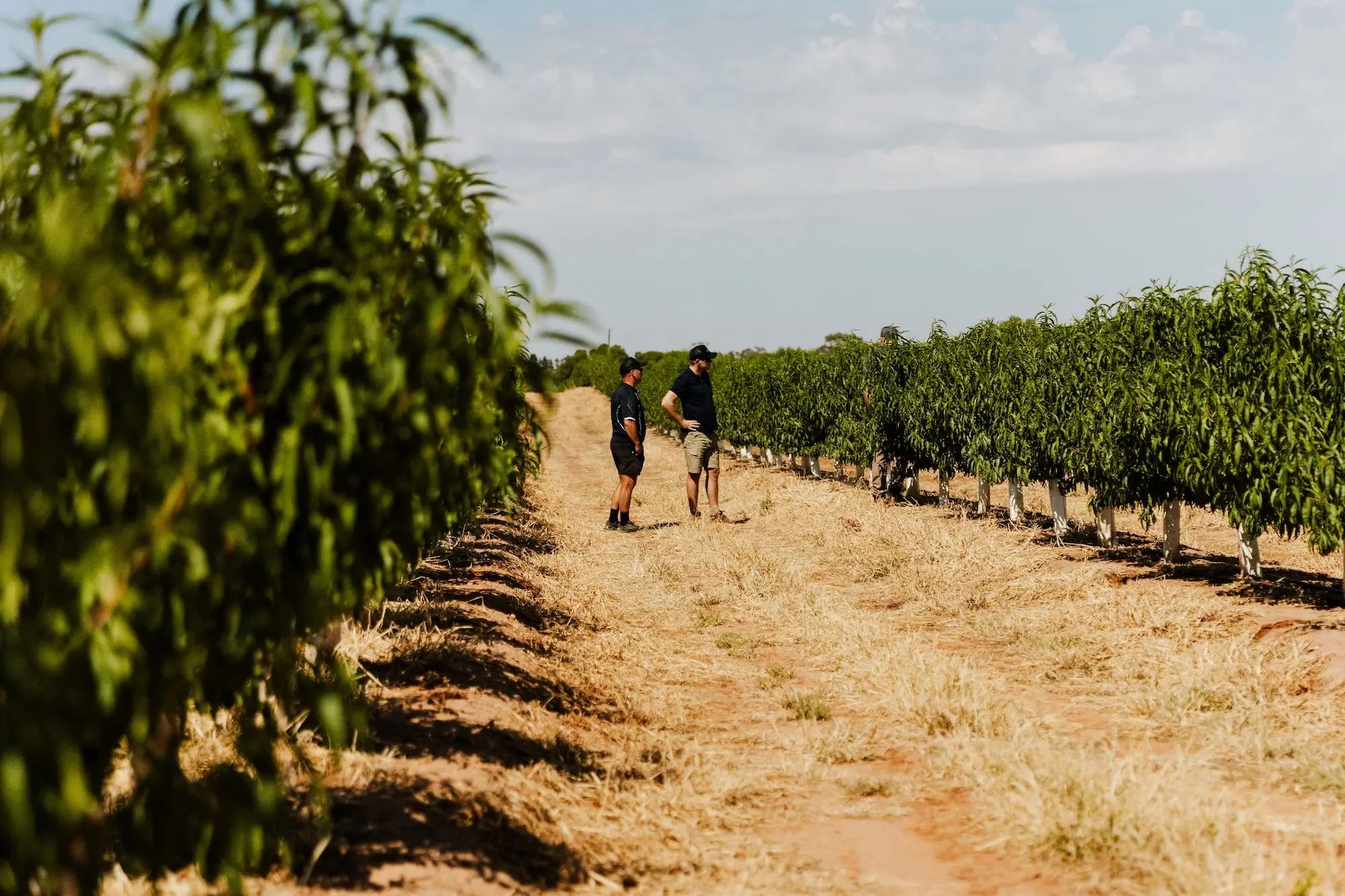 Farmers inspecting trees in an orchard, highlighting agronomy and soil nutrition on an Australian farm with NuEdge products.