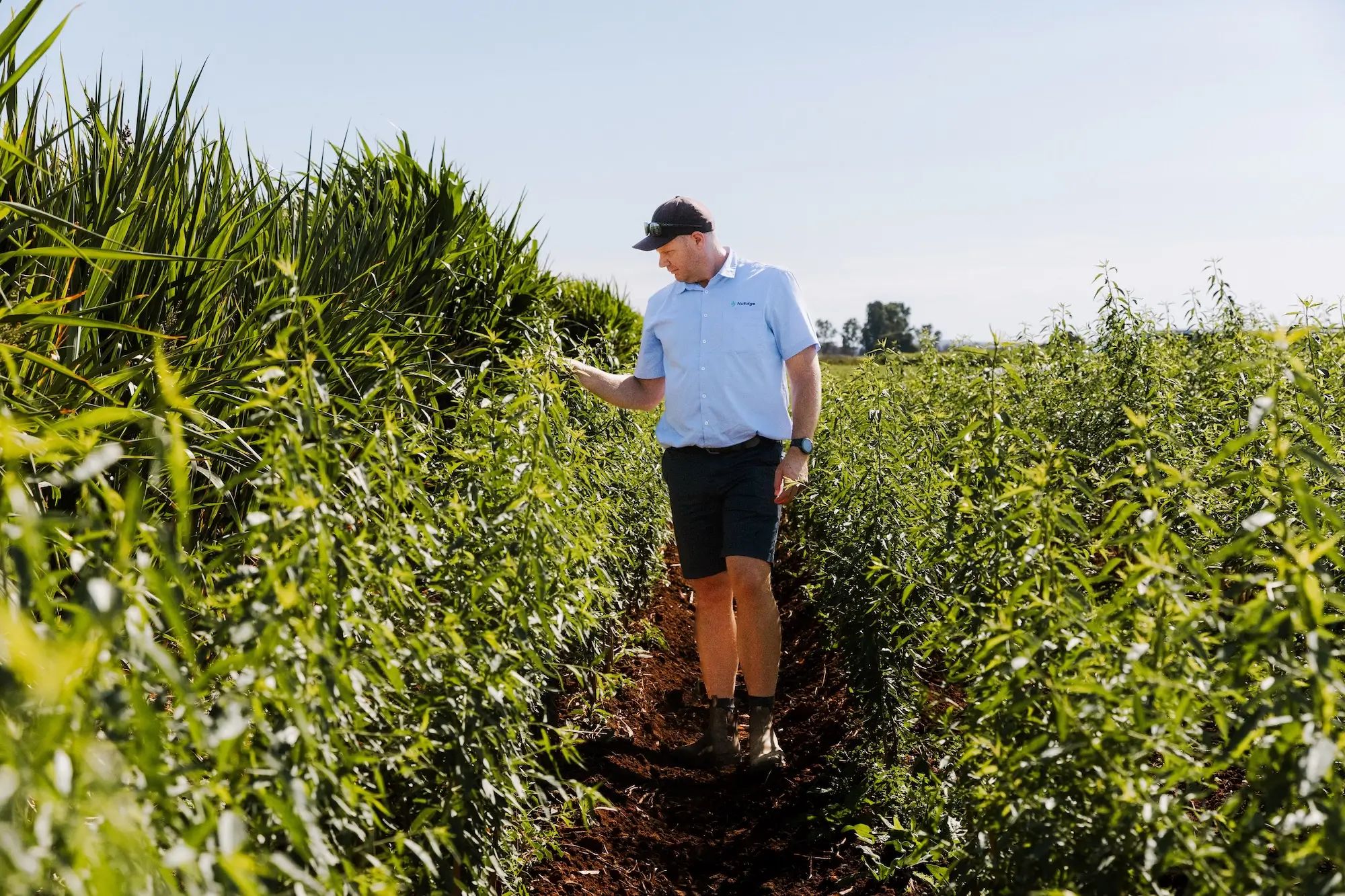Agronomist in a lush green field inspecting plants, showcasing NuEdge's role in agronomy and soil nutrition for healthy crops.