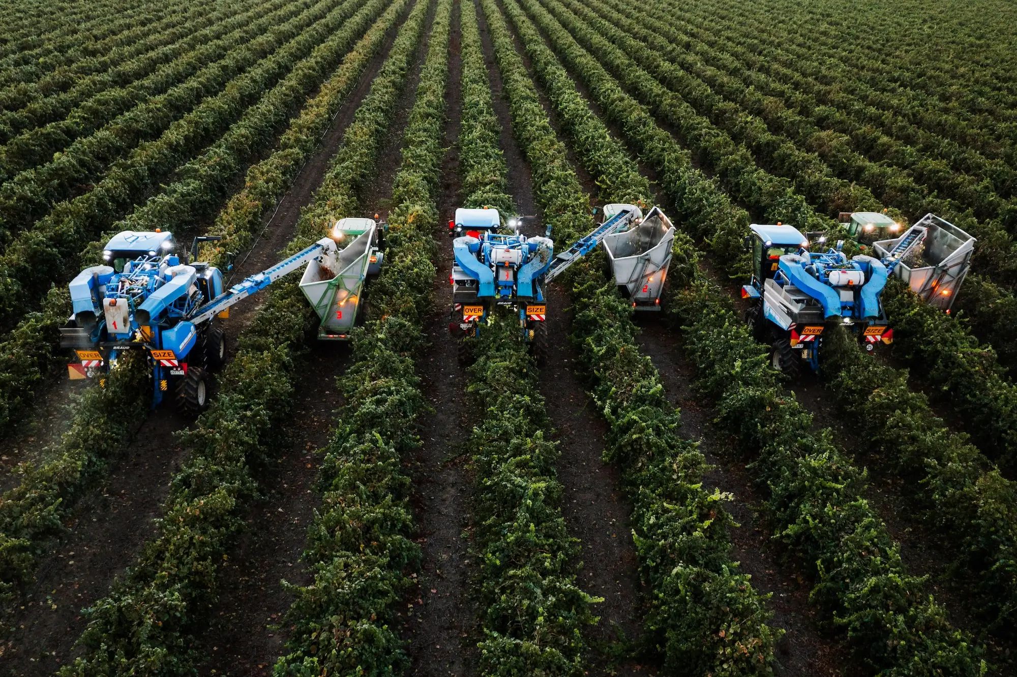 Harvesting machines in a vineyard collecting grapes, showcasing agronomy and soil nutrition for higher fruit yields with NuEdge fertiliser.