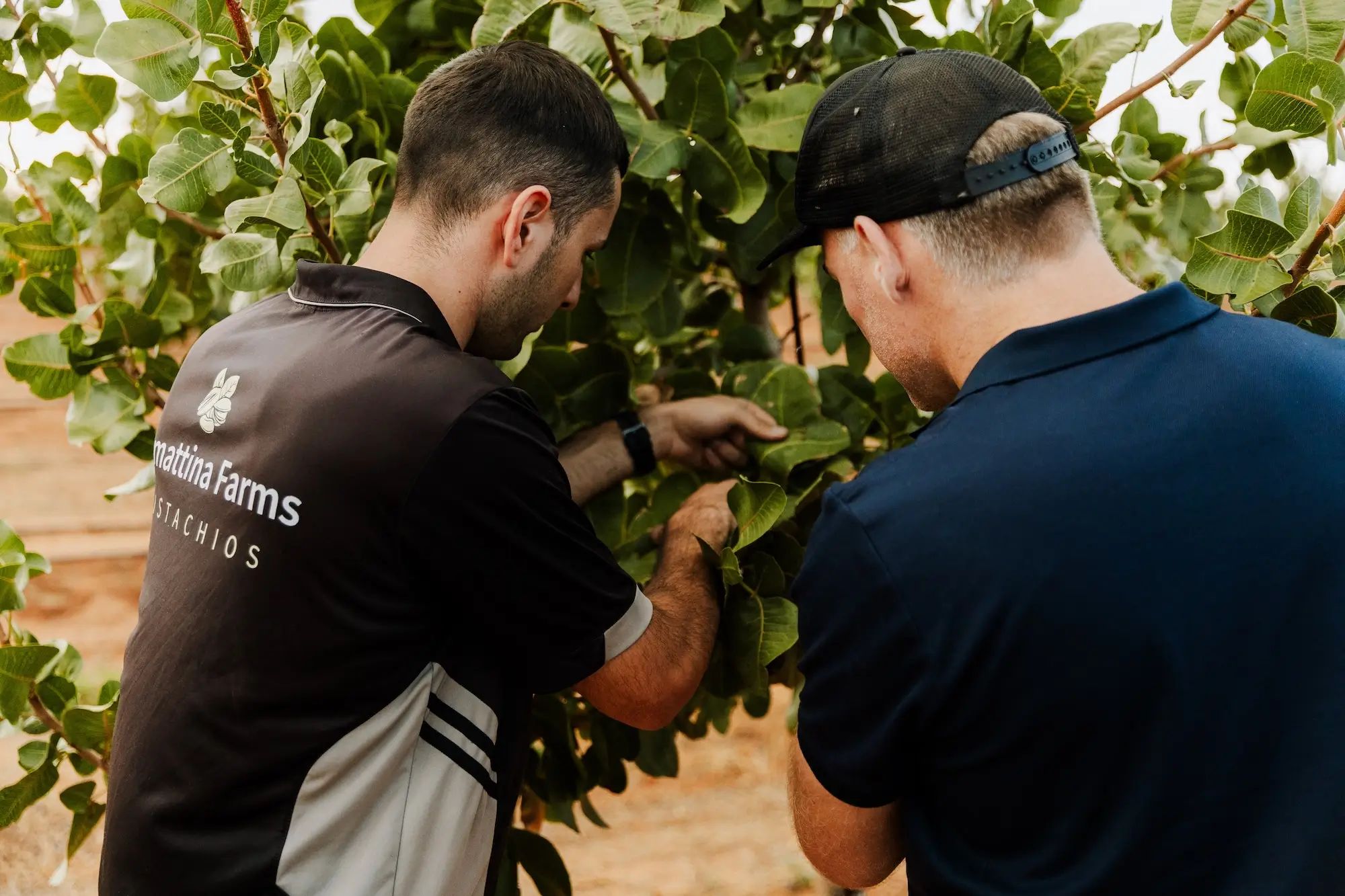 Farmers inspecting leaves in an orchard, checking plant health to ensure soil nutrition and higher fruit yields using liquid fertiliser.