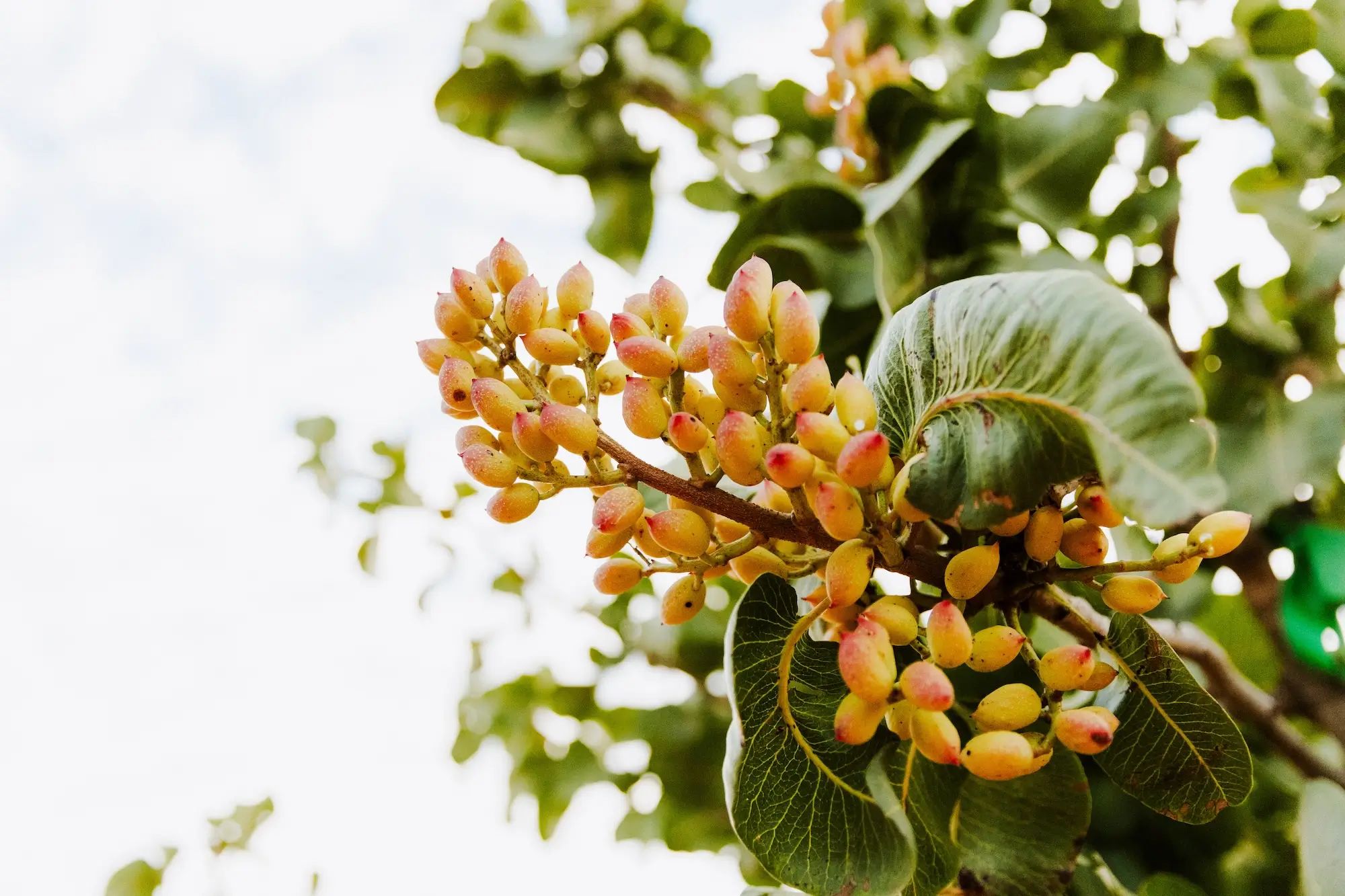 Pistachio tree in orchard bearing fruit, showcasing healthy crops and higher fruit yields with NuEdge liquid fertiliser.