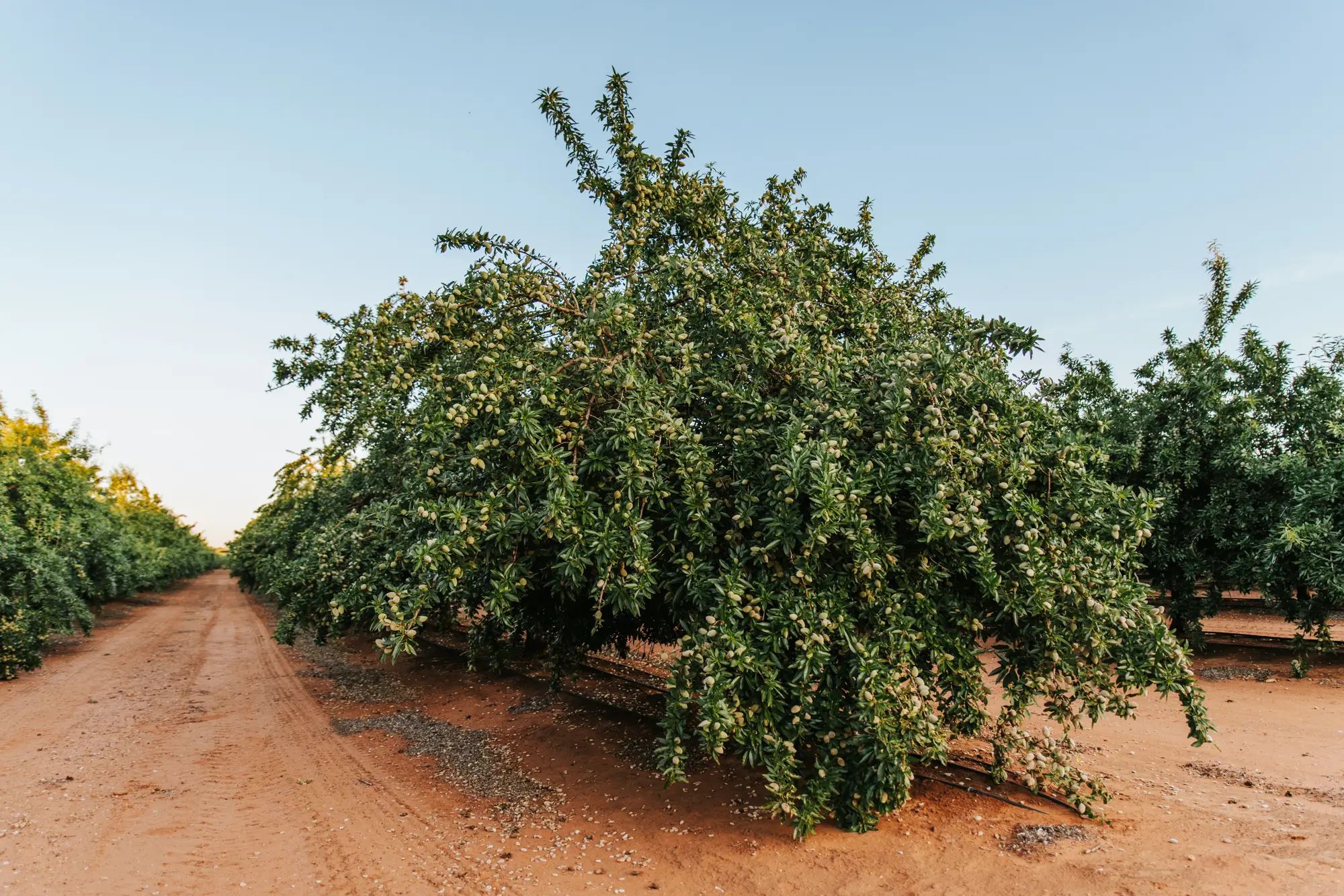 Almond tree growing in an orchard, showcasing healthy crops with potential for higher fruit yields using NuEdge liquid fertiliser.