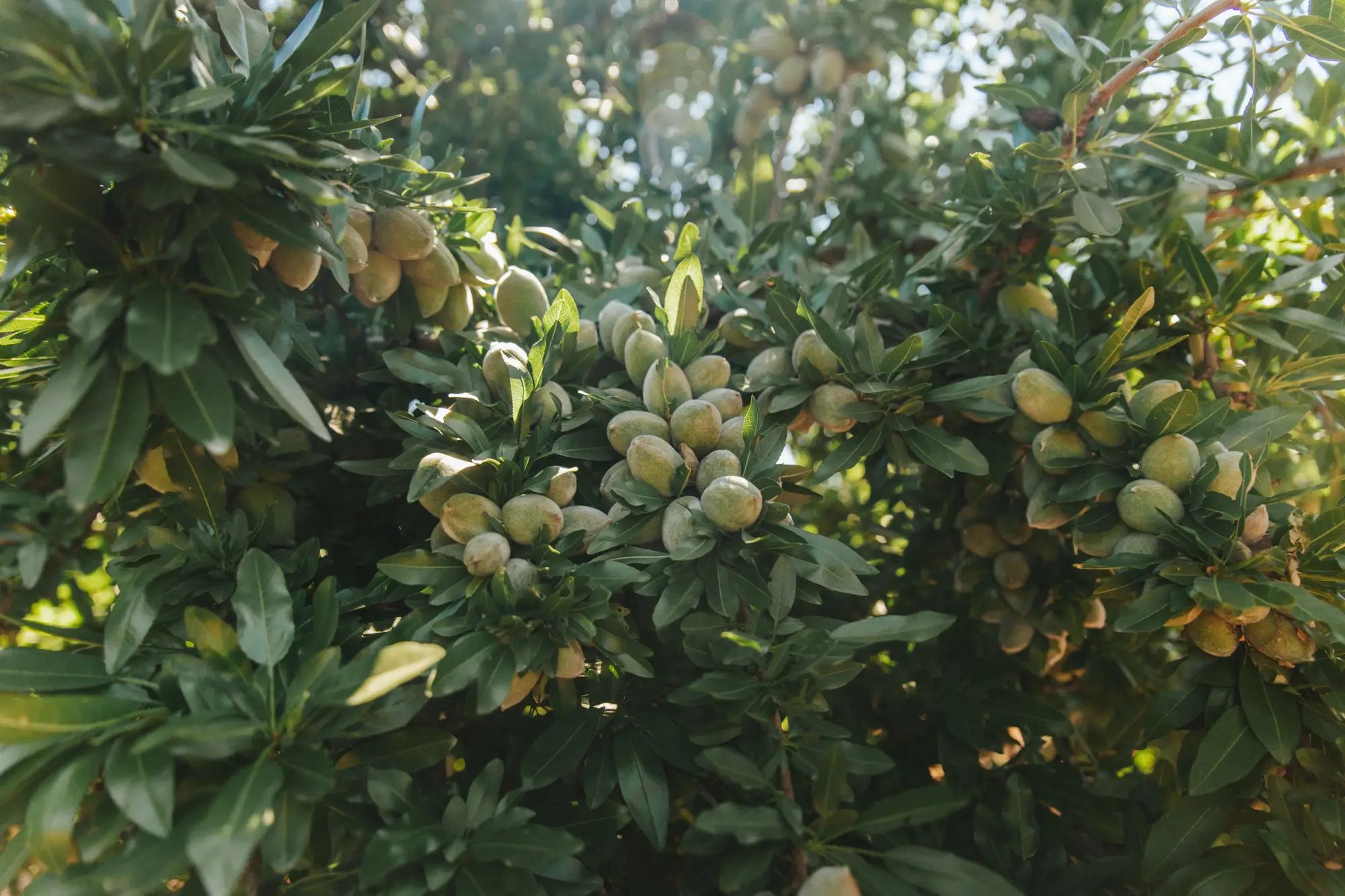 Almond tree in orchard bearing fruit, showcasing healthy crops with higher fruit yields using NuEdge liquid fertiliser.