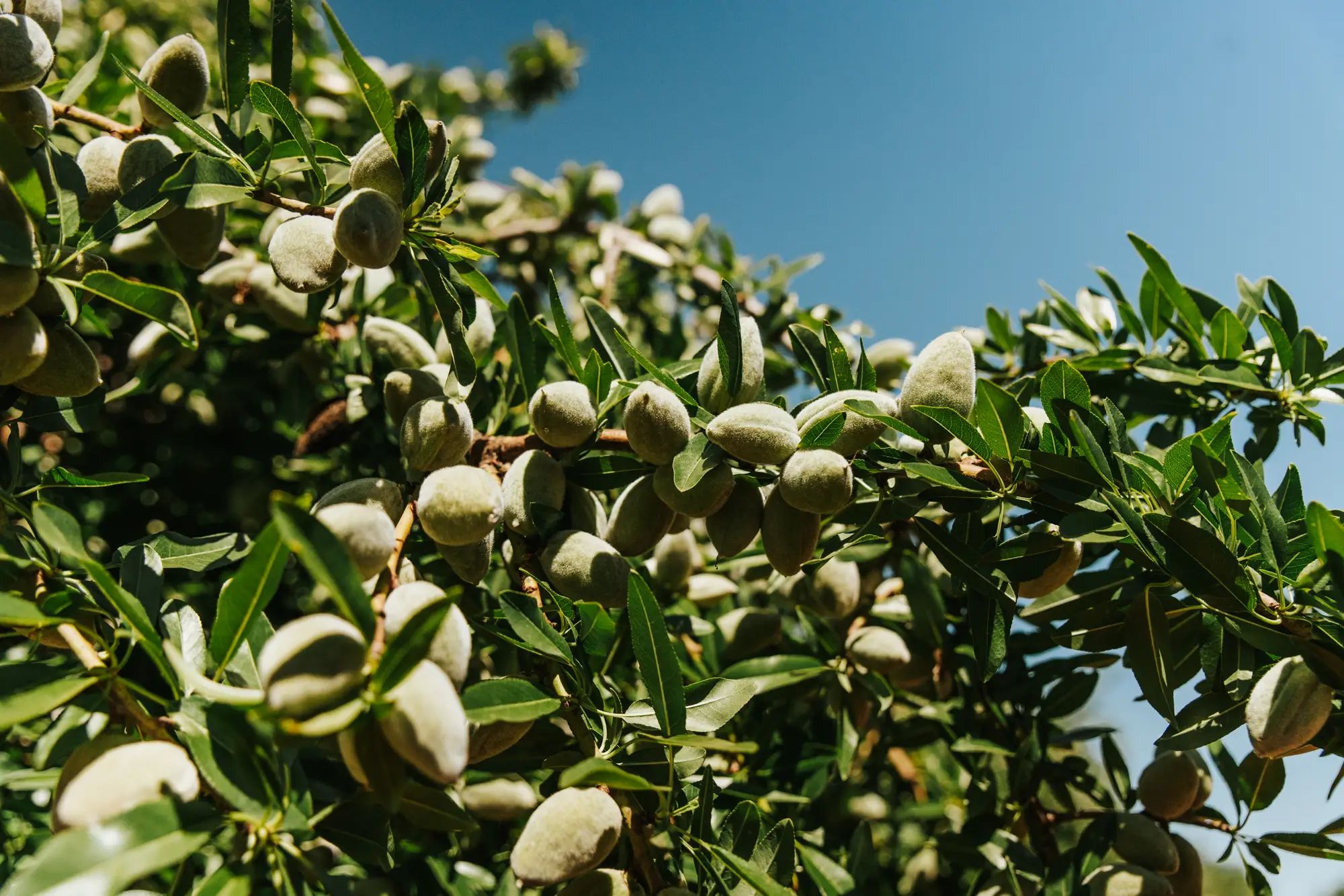 Almond tree branches laden with almonds under a clear blue sky, highlighting soil nutrition and healthy crops with NuEdge.
