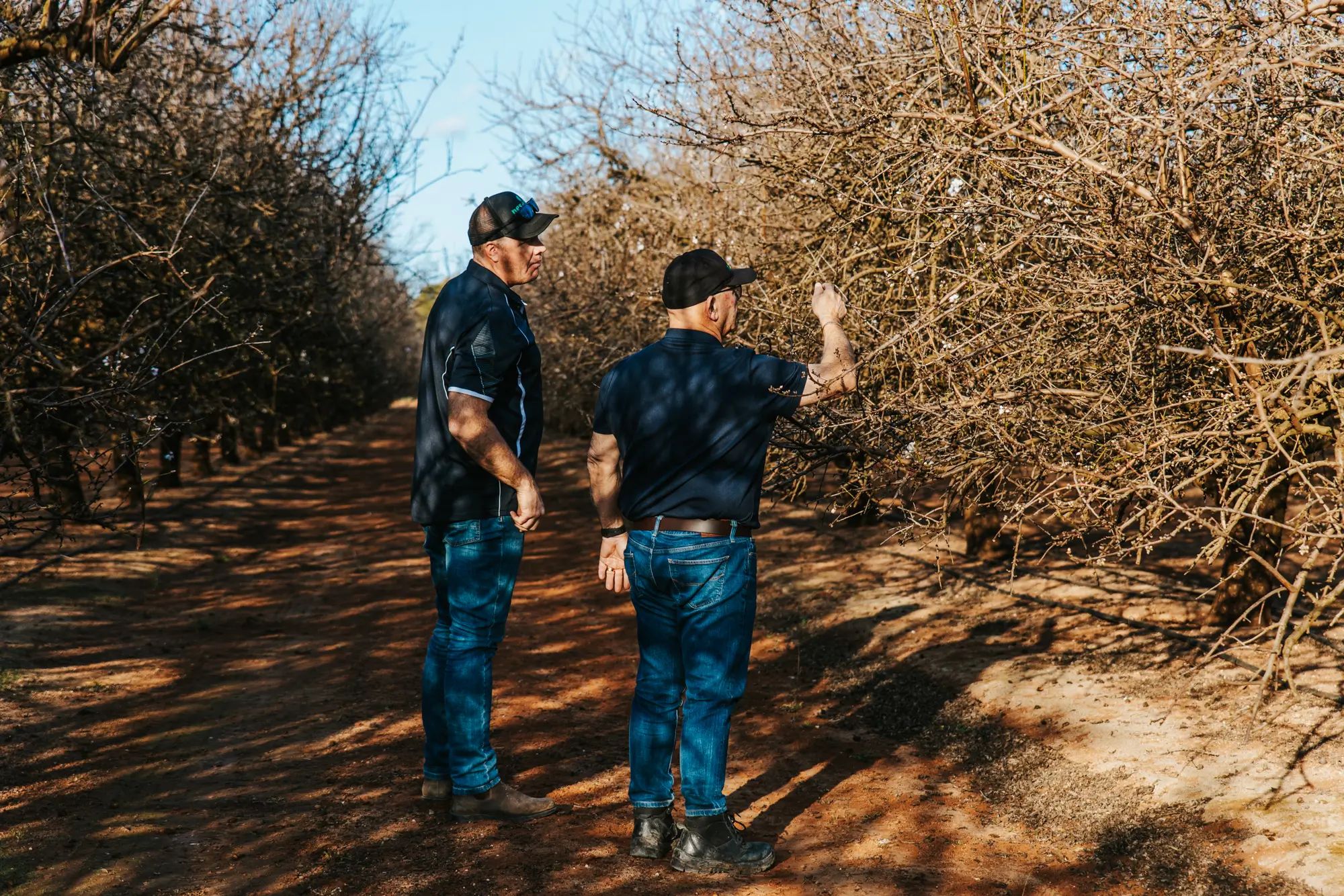 Two farmers in an orchard inspecting trees, discussing agronomy and soil nutrition for higher fruit yields using NuEdge solutions.