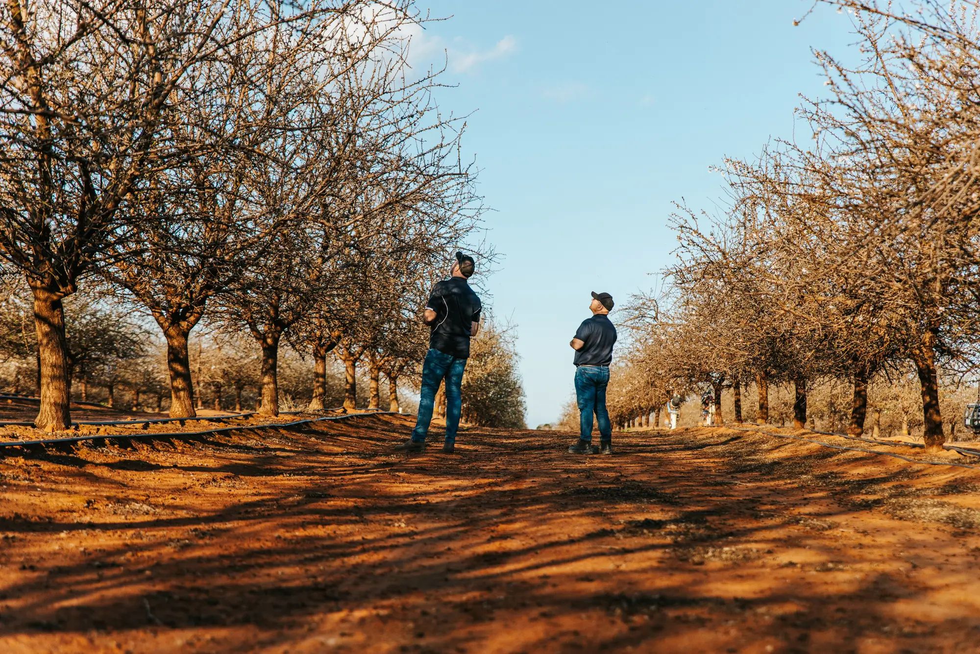 Farmers in an orchard inspecting trees, highlighting agronomy and soil nutrition for higher fruit yields on an Australian farm.