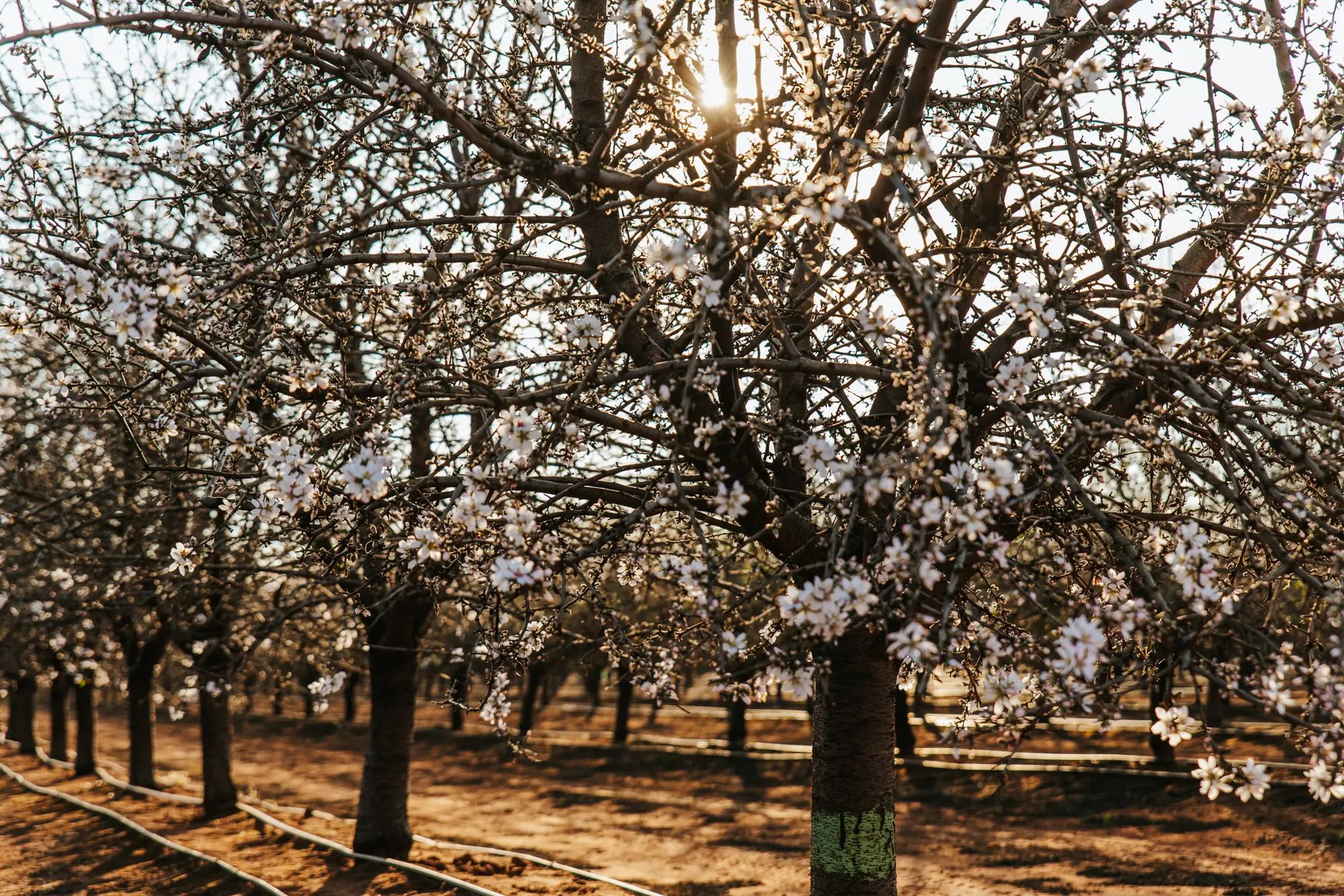 Blossoming almond trees in an orchard at sunrise, highlighting the potential for higher fruit yields with NuEdge liquid fertiliser.