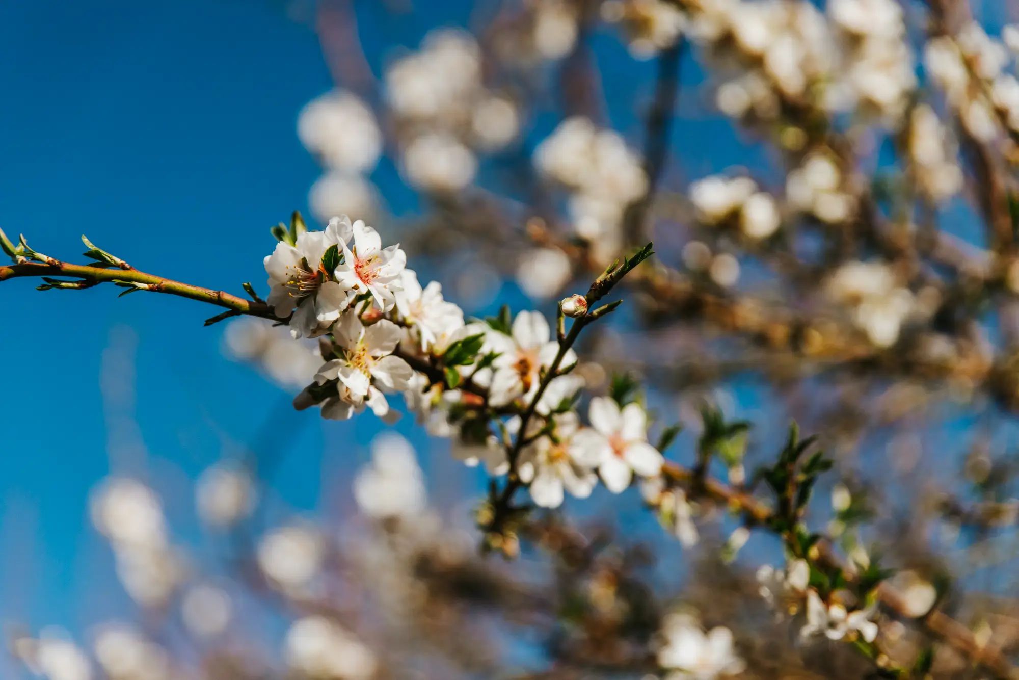 Blossoming almond branch against a clear blue sky, highlighting the potential for higher fruit yields with NuEdge liquid fertiliser.