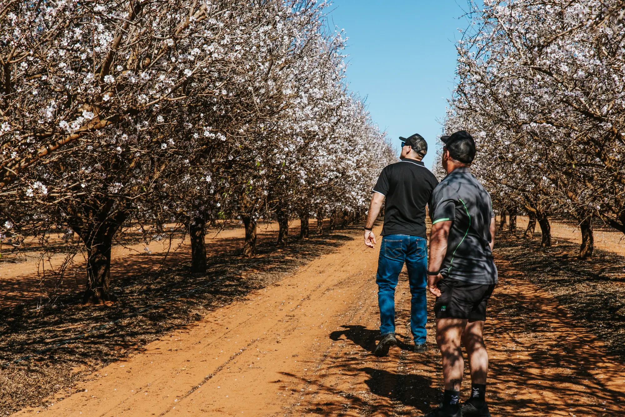 Blossoming almond trees on an Australian farm with two people walking, highlighting agronomy and soil nutrition for higher fruit yields.