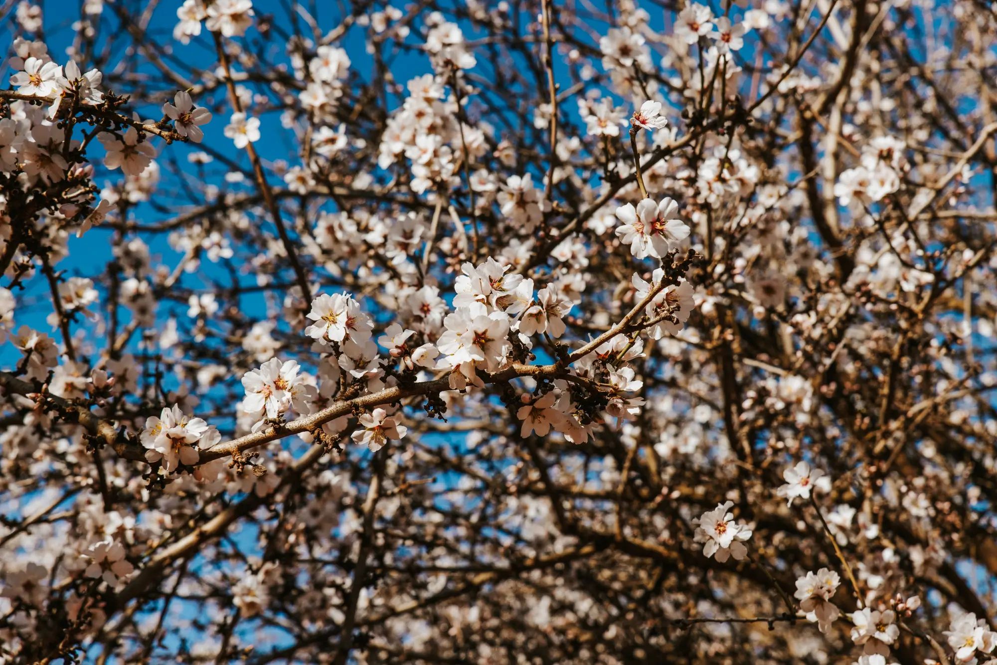Almond blossoms against a blue sky, highlighting the potential for higher fruit yields with NuEdge liquid fertiliser.