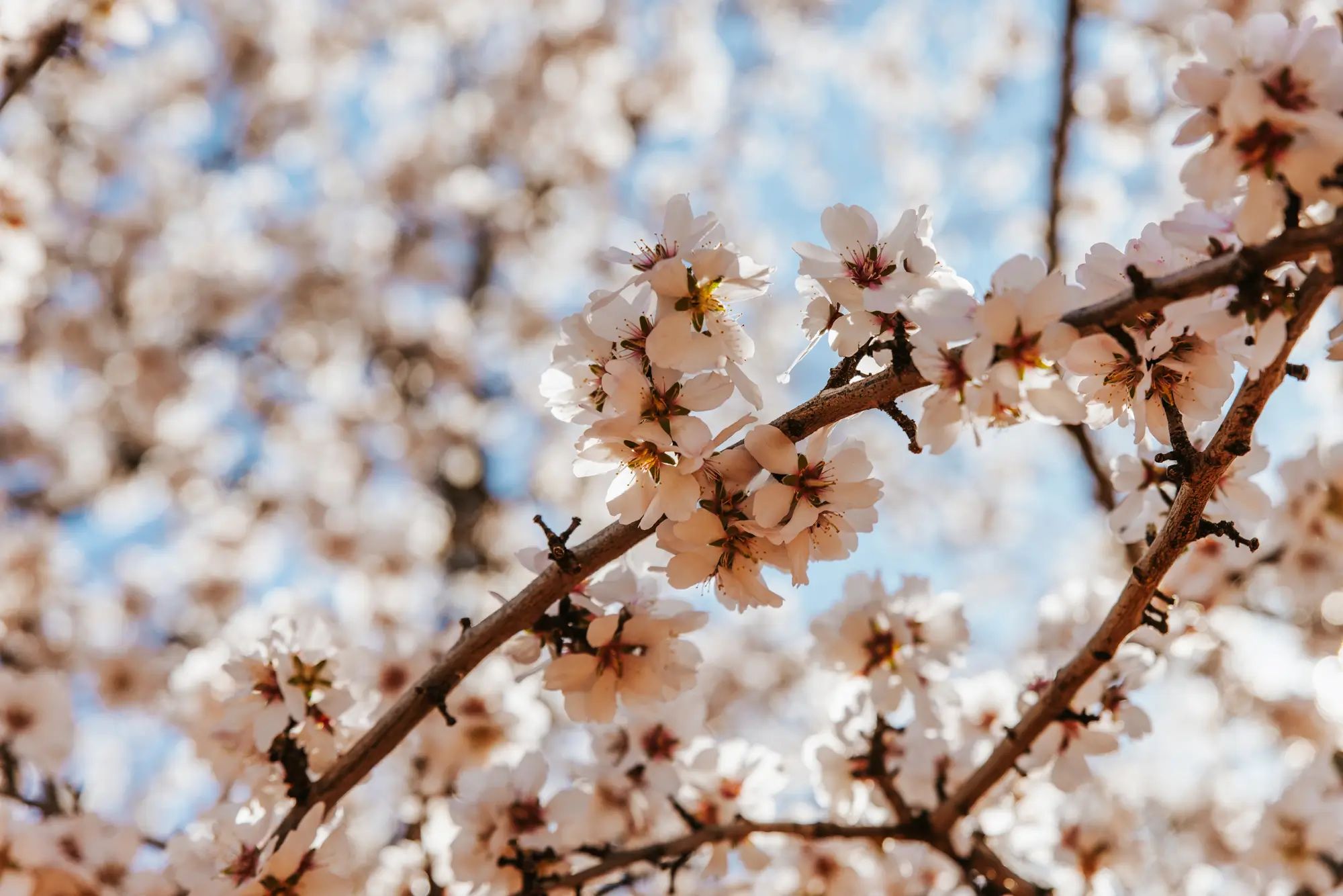 Almond blossoms blooming against a blue sky, highlighting the potential for higher fruit yields with NuEdge liquid fertiliser.