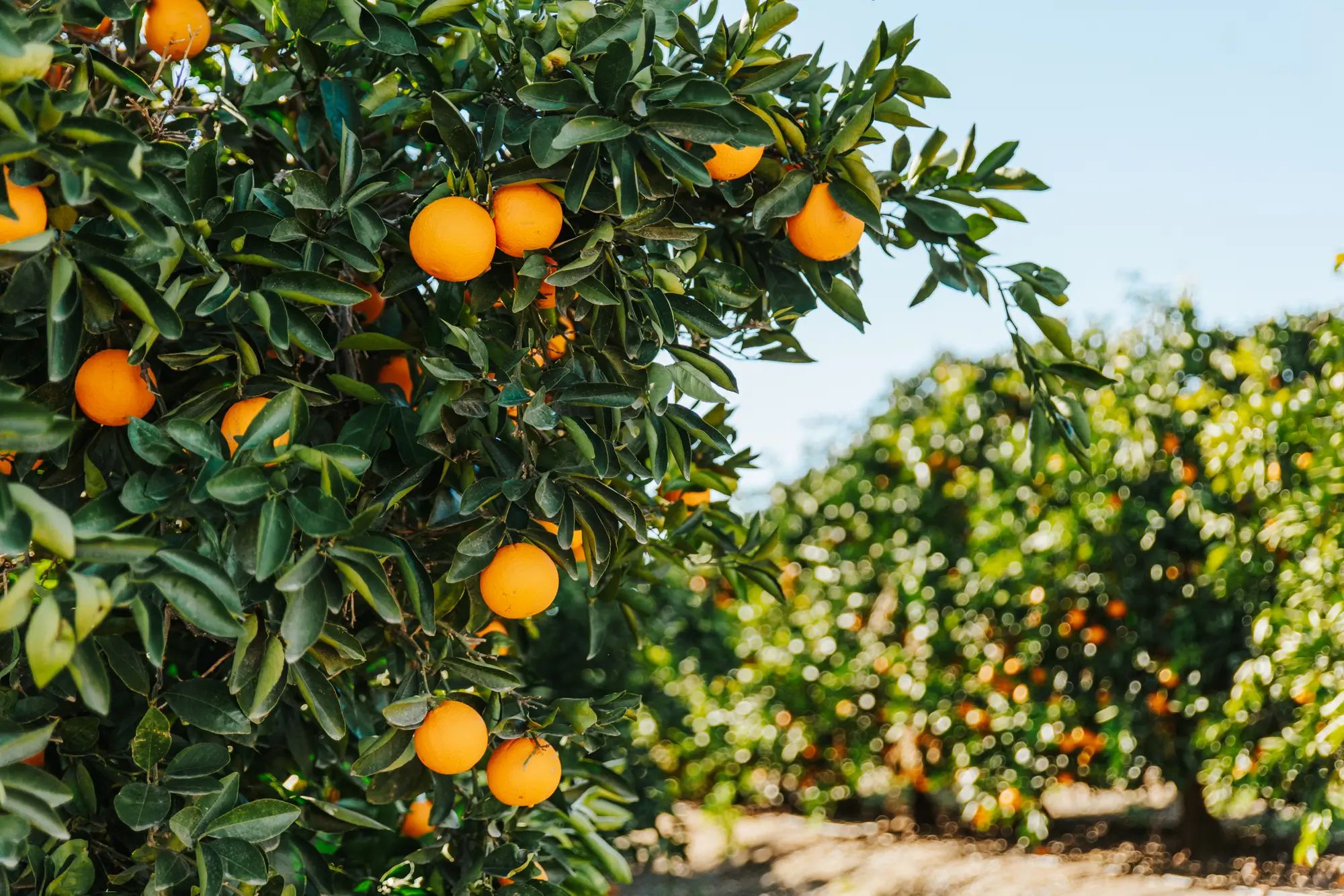 Orange trees in an orchard, showcasing healthy crops and higher fruit yields with NuEdge agronomy solutions.