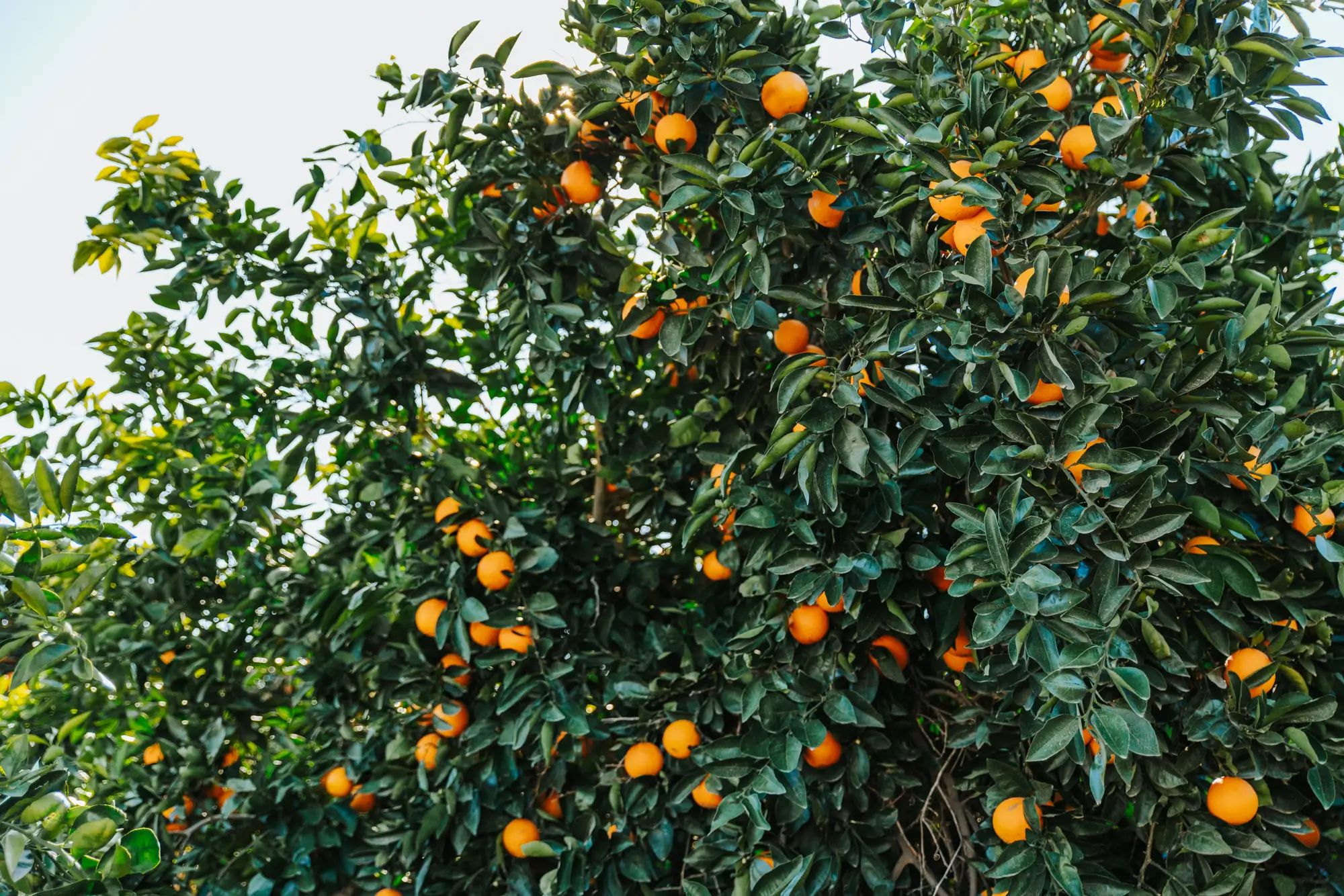 Orange tree in an orchard bearing fruit, showcasing healthy crops and higher fruit yields with NuEdge liquid fertiliser.