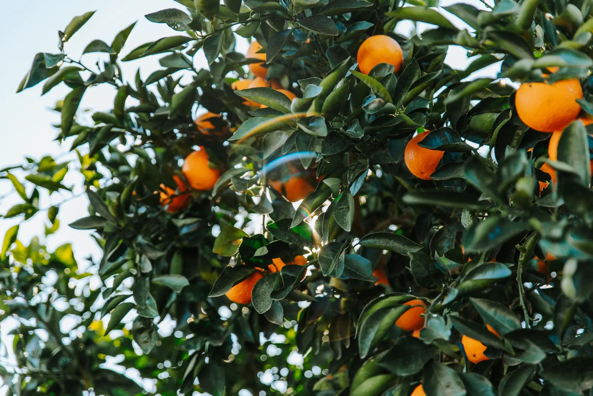 Orange trees in an orchard with vibrant fruit, highlighting the benefits of liquid fertiliser for higher fruit yields and healthy crops.