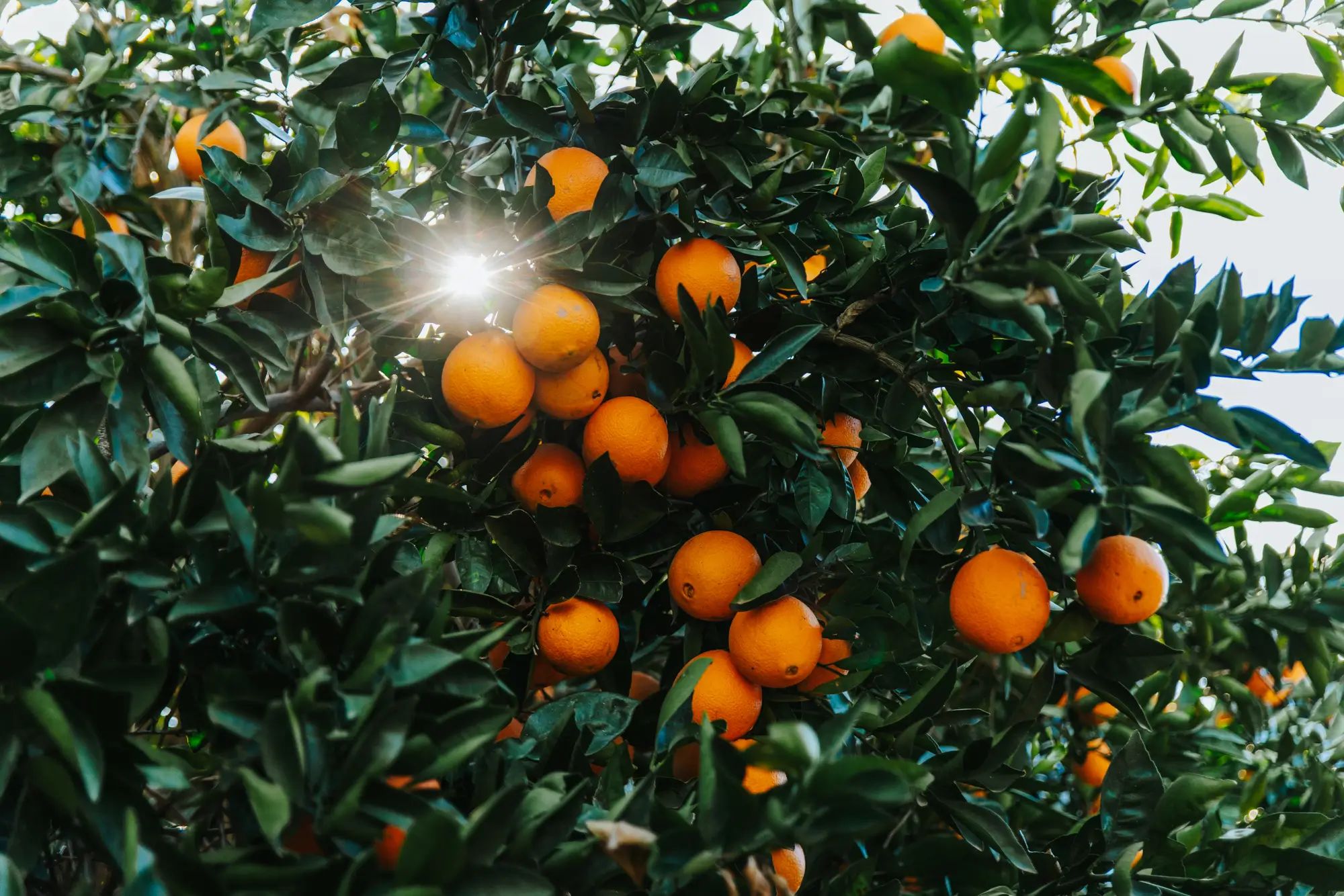 Orange tree in a sunlit orchard growing fruit, highlighting the benefits of liquid fertiliser for higher fruit yields and healthy crops.