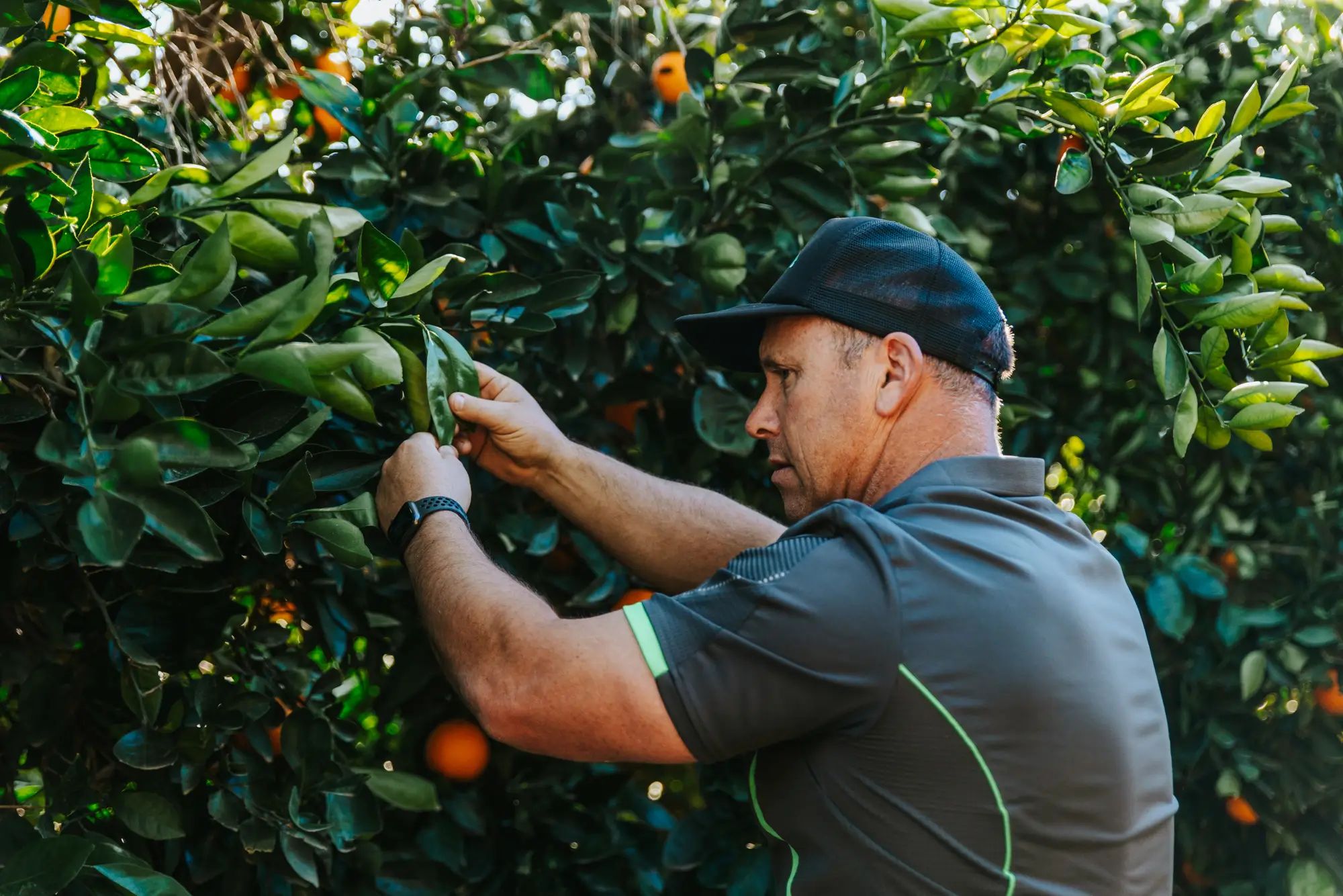 Farmer inspecting orange tree in orchard, checking leaves for healthy crops with NuEdge liquid fertiliser for higher fruit yields.