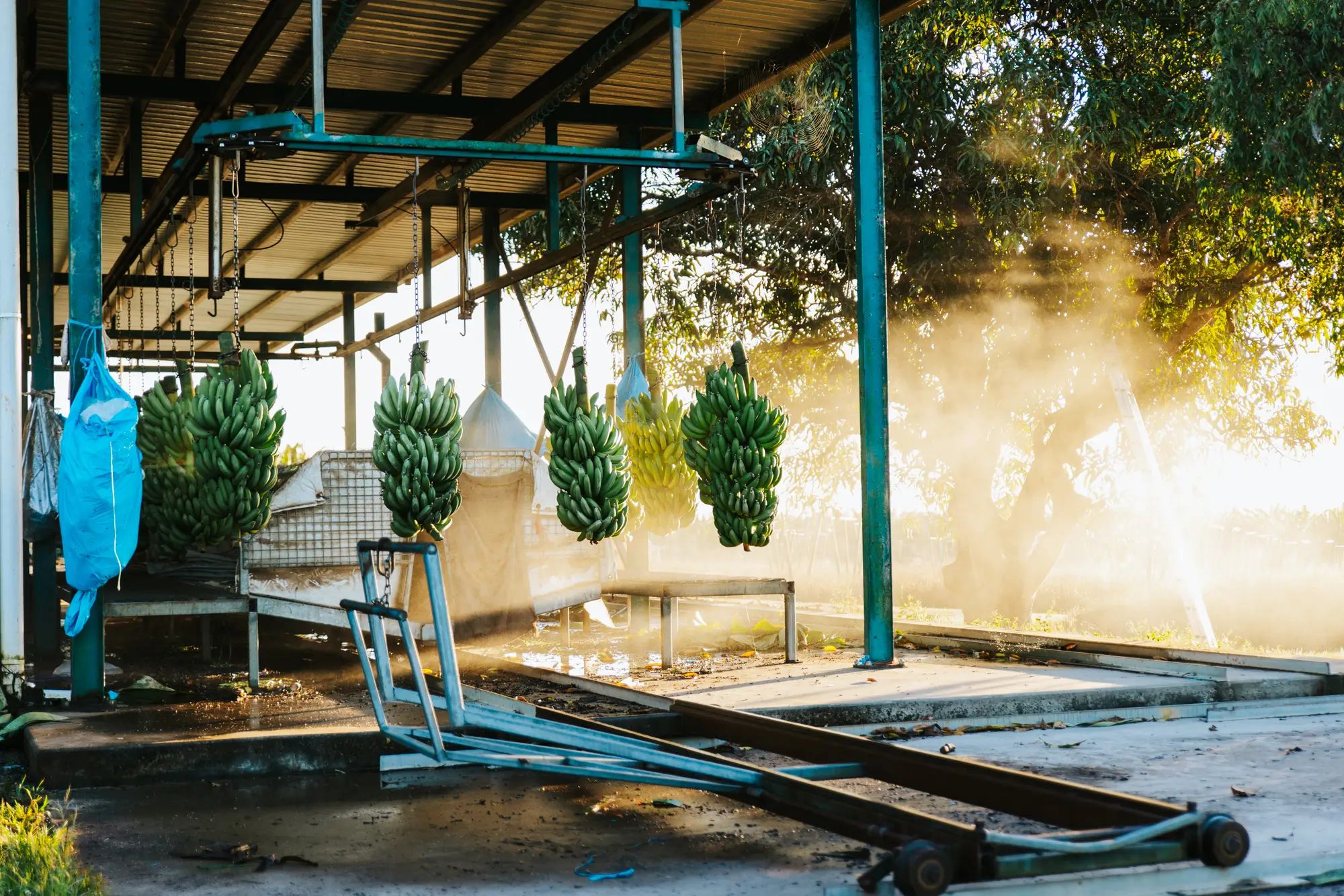 Hanging banana bunches in a farm processing area during a sunlit morning, highlighting agronomy and higher fruit yields with NuEdge.