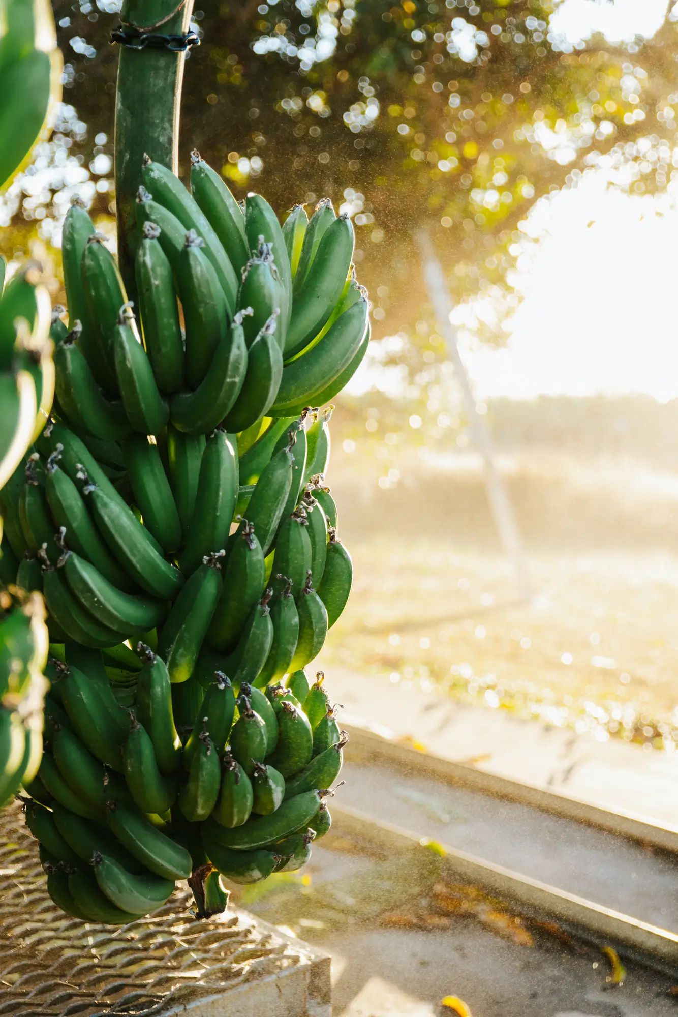 Green bananas growing on a sunlit farm, showcasing agronomy and soil nutrition for higher fruit yields with NuEdge.