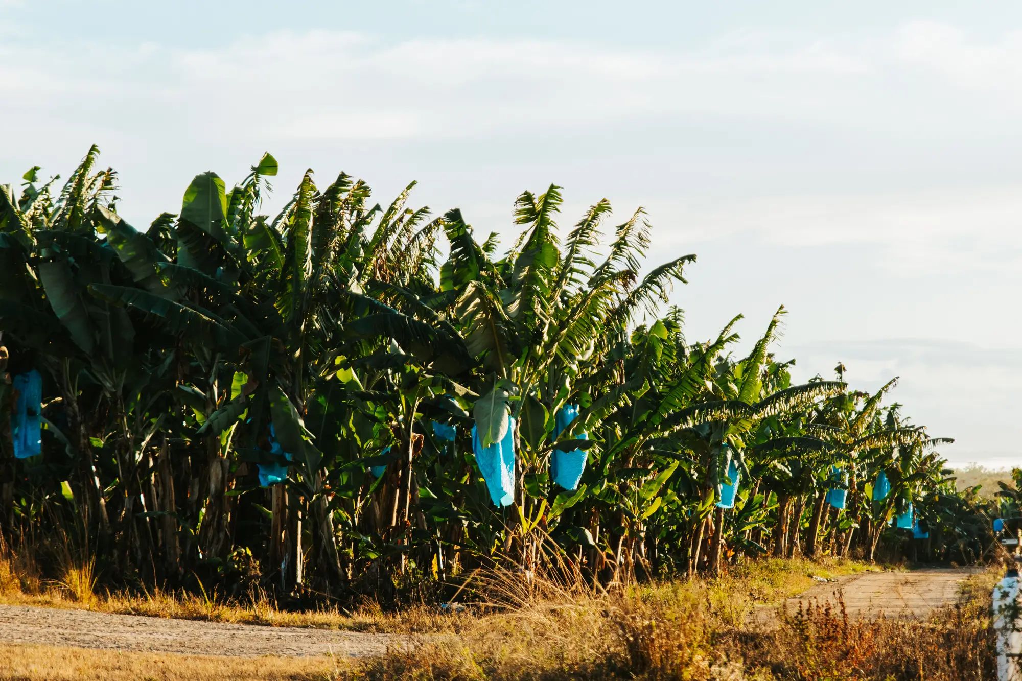 Banana plants growing with blue bags on an Australian farm, highlighting liquid fertiliser and agronomy for higher fruit yields.
