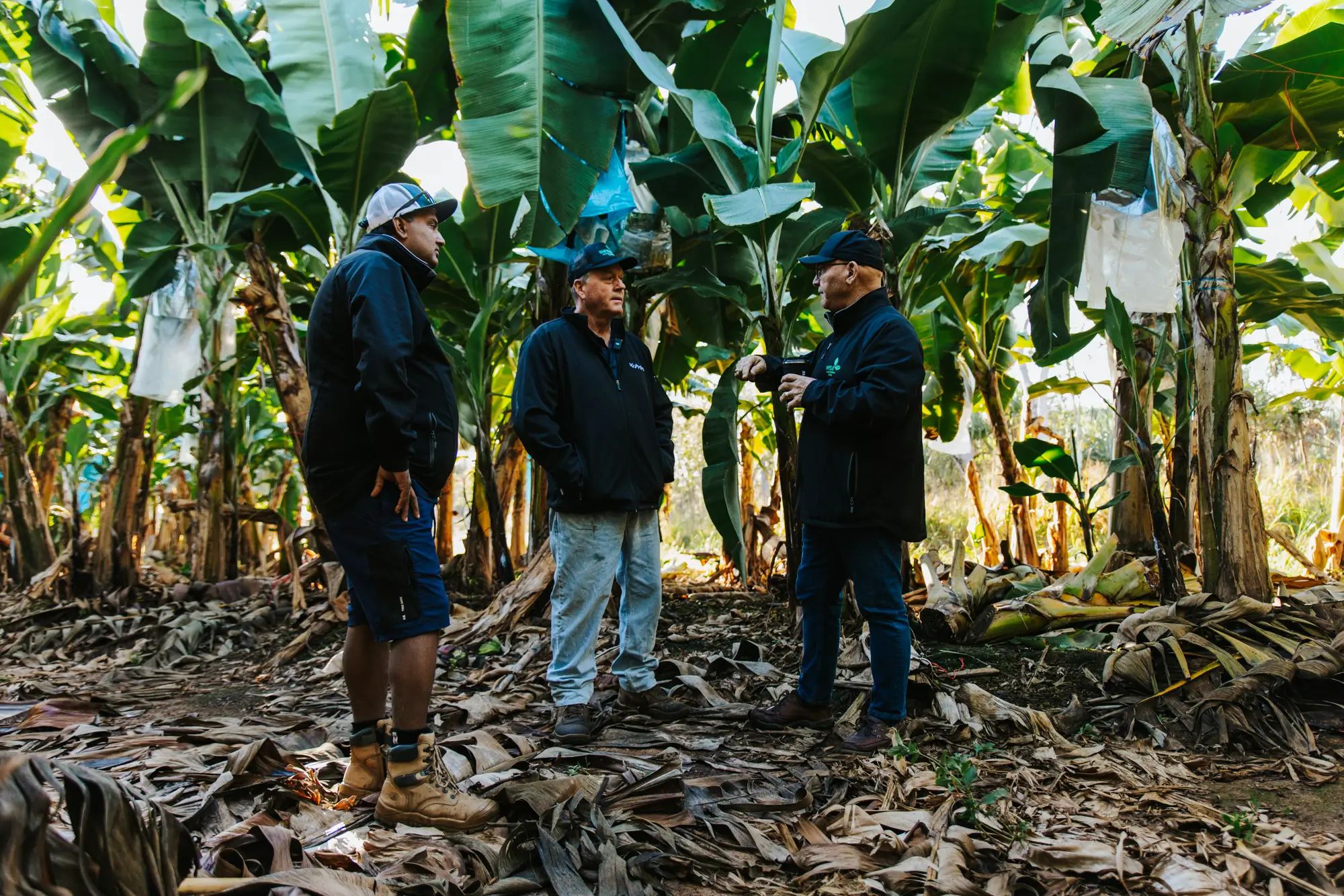 Three farmers in a banana plantation discussing crop management, focusing on liquid fertiliser and soil nutrition for higher fruit yields.