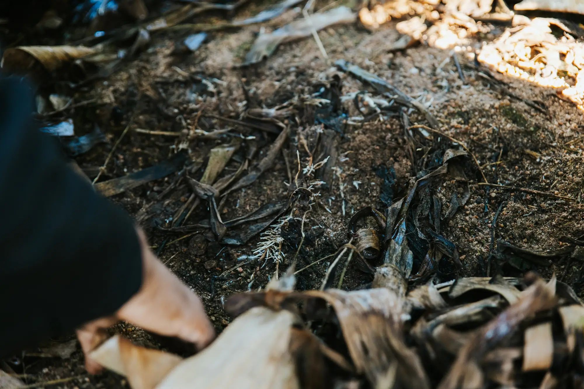 Soil with organic matter being examined on an Australian farm, highlighting soil nutrition and custom fertiliser for healthy crops.