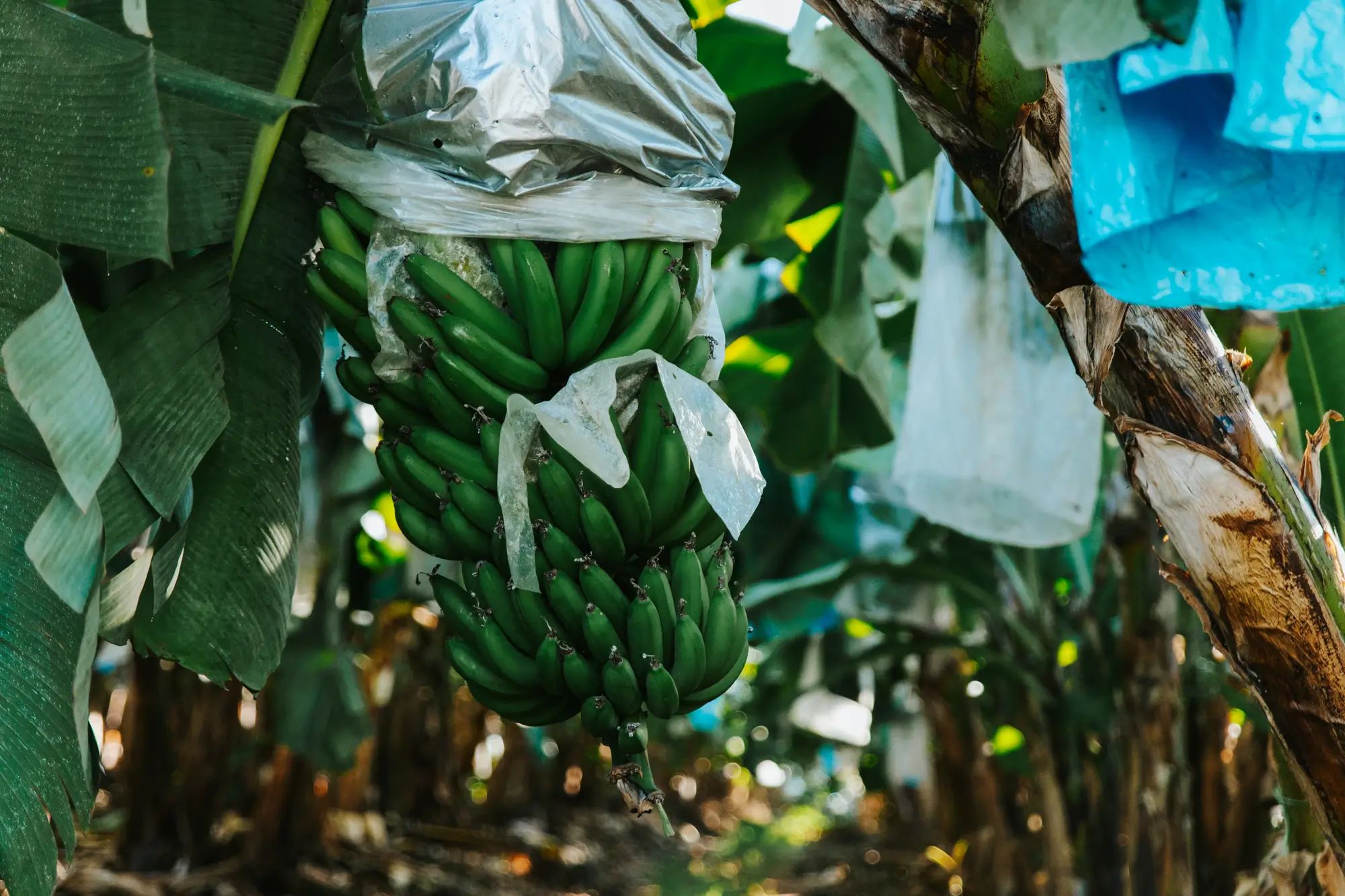 Green bananas hanging on a tree in a banana plantation, showcasing agronomy and soil nutrition for higher fruit yields.