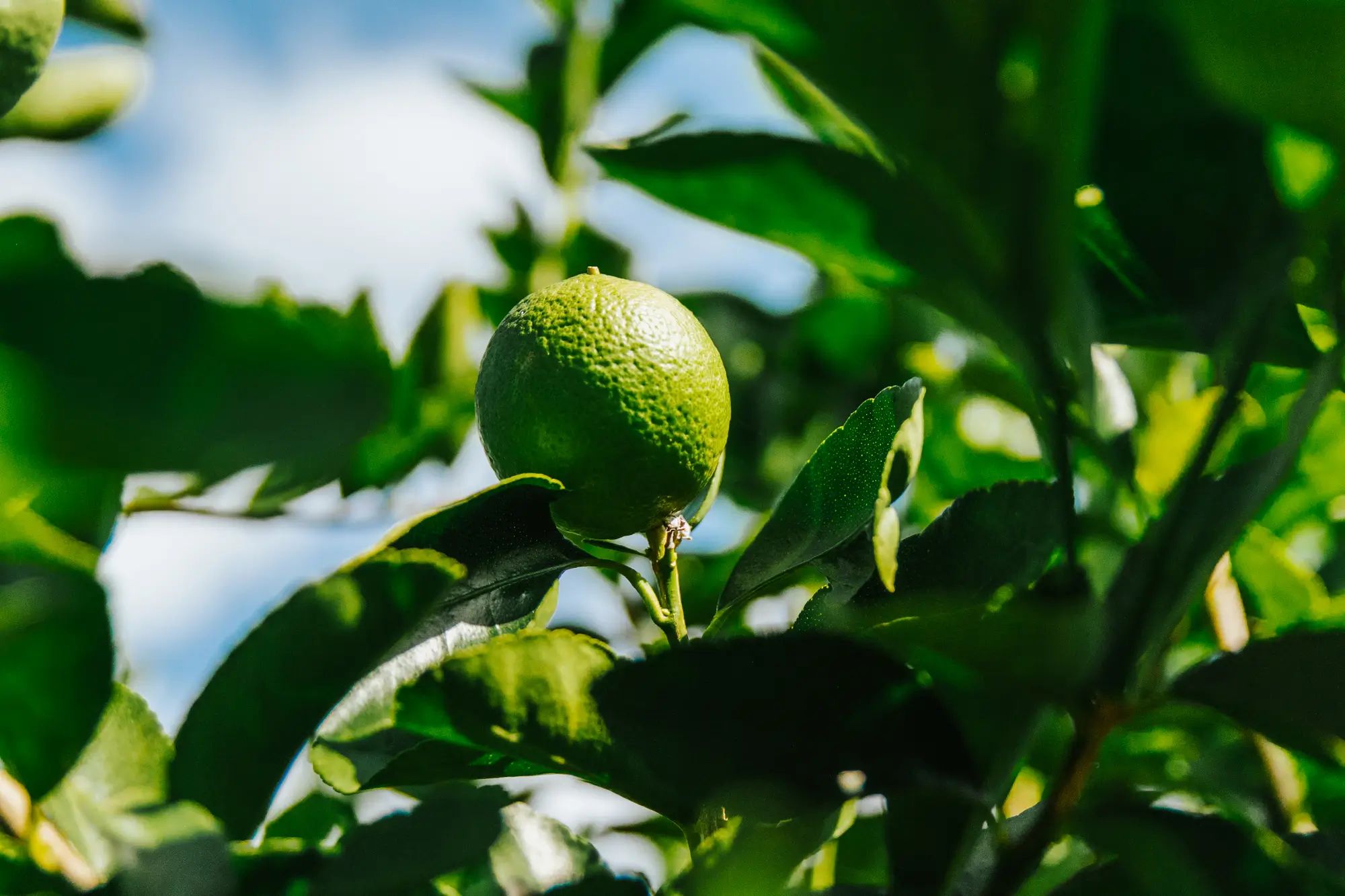 Green lime growing on a tree with leaves, highlighting soil nutrition for higher fruit yields on an Australian farm.