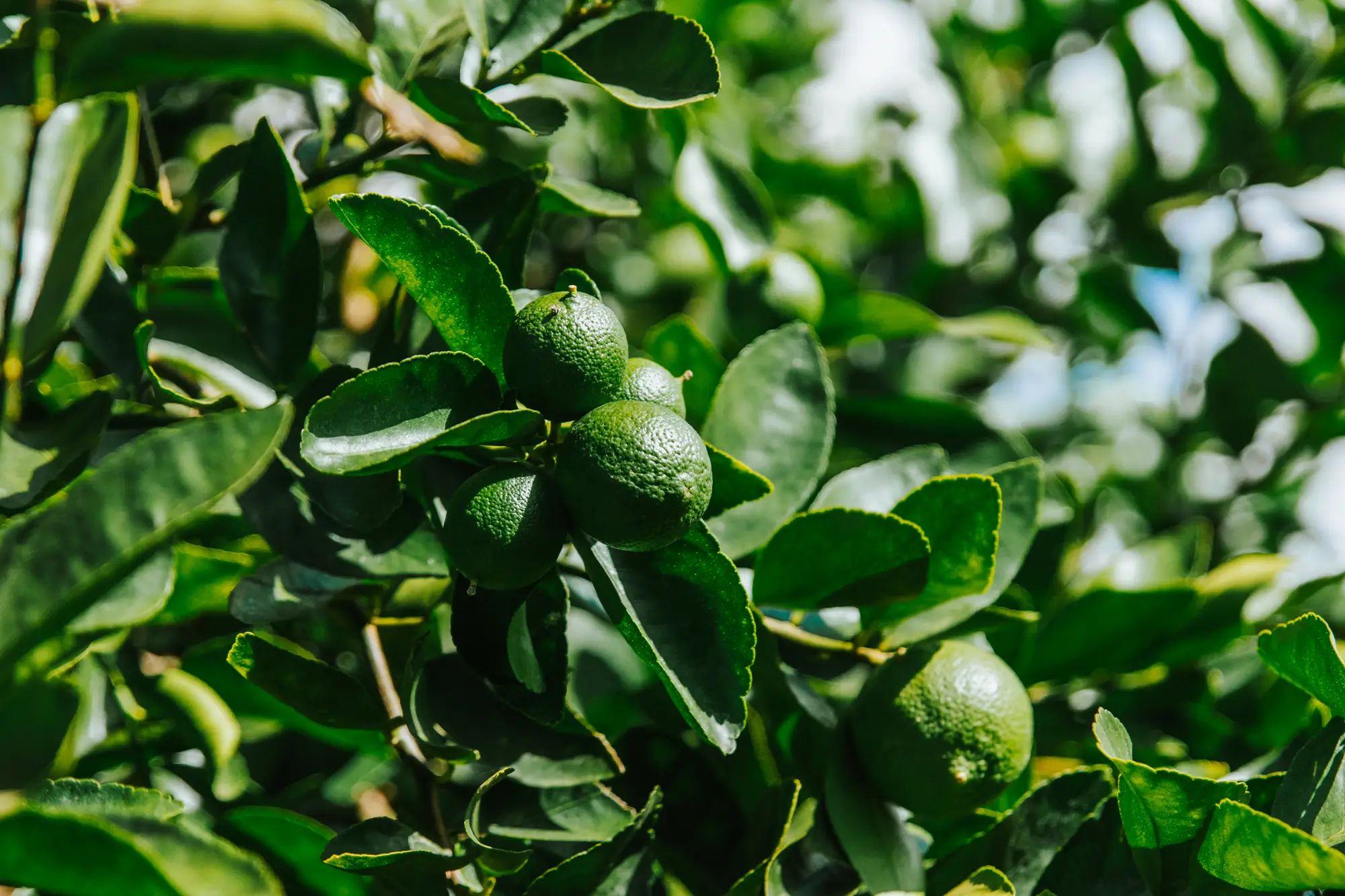 Lime tree in orchard showcasing healthy crops, highlighting the benefits of liquid fertiliser and soil nutrition for higher fruit yields.