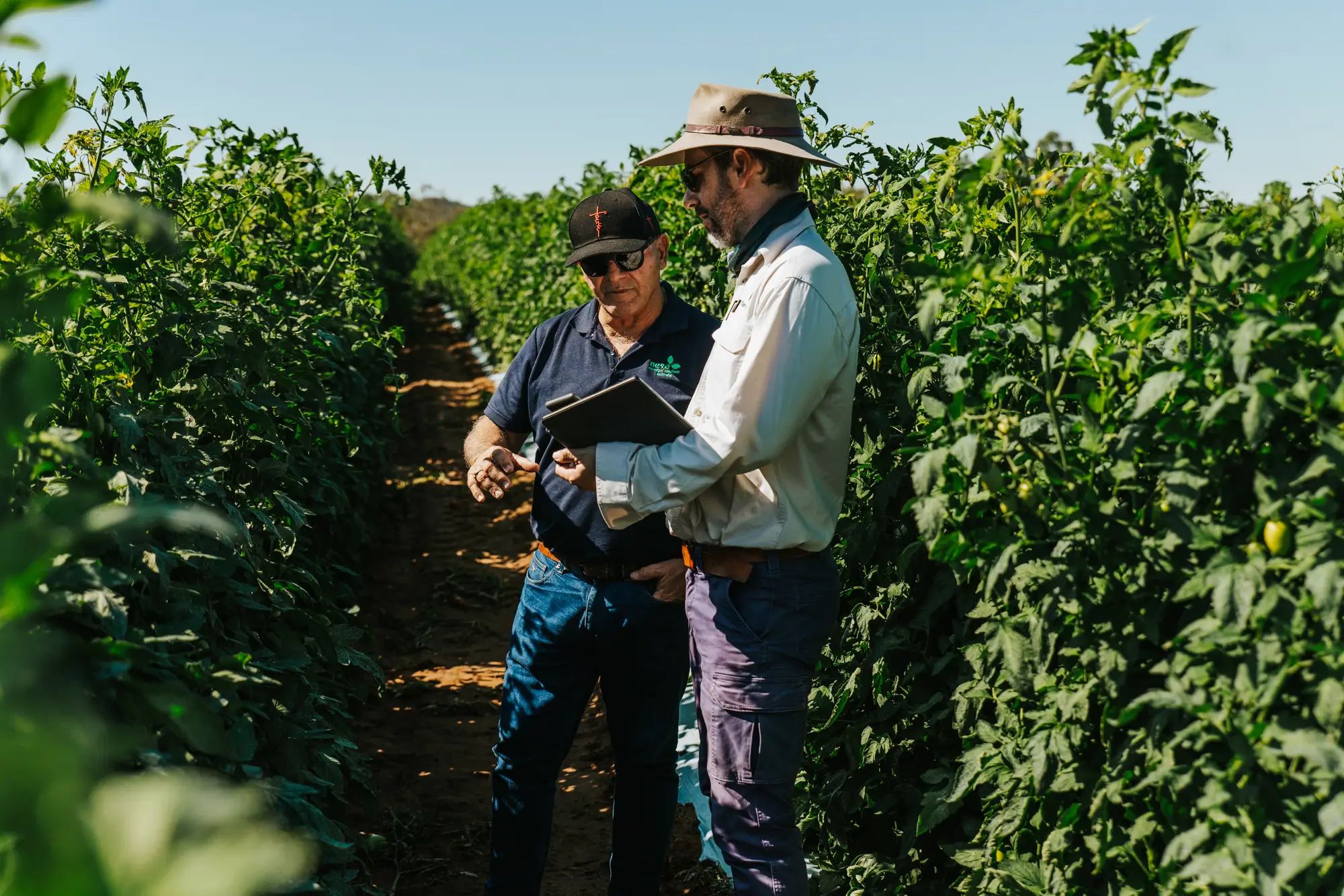 Two farmers in a tomato field discussing crop management, highlighting liquid fertiliser use for higher fruit yields and healthy crops.