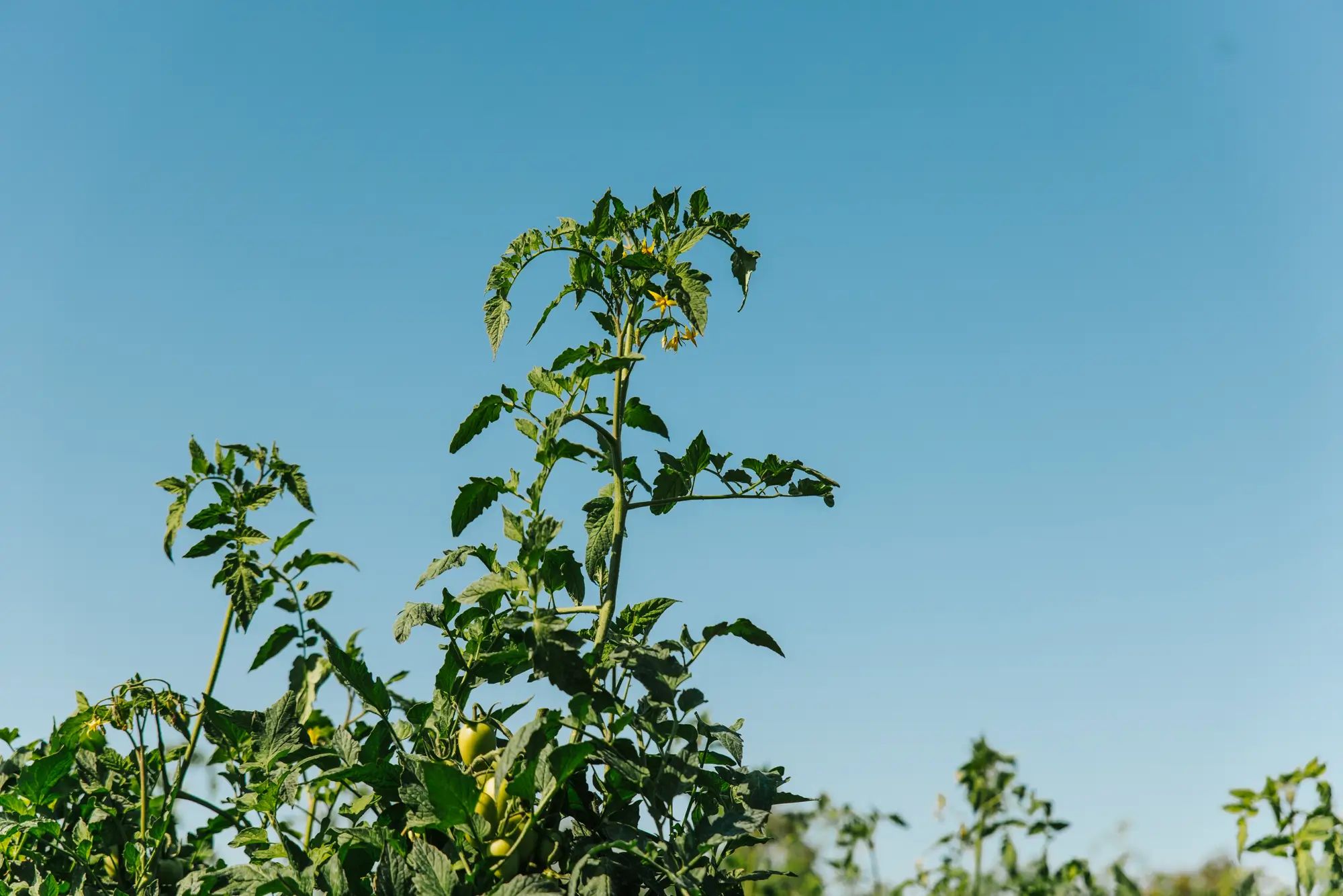 Tomato plants growing under a clear sky, showcasing healthy crops and soil nutrition with NuEdge liquid fertiliser for higher fruit yields.