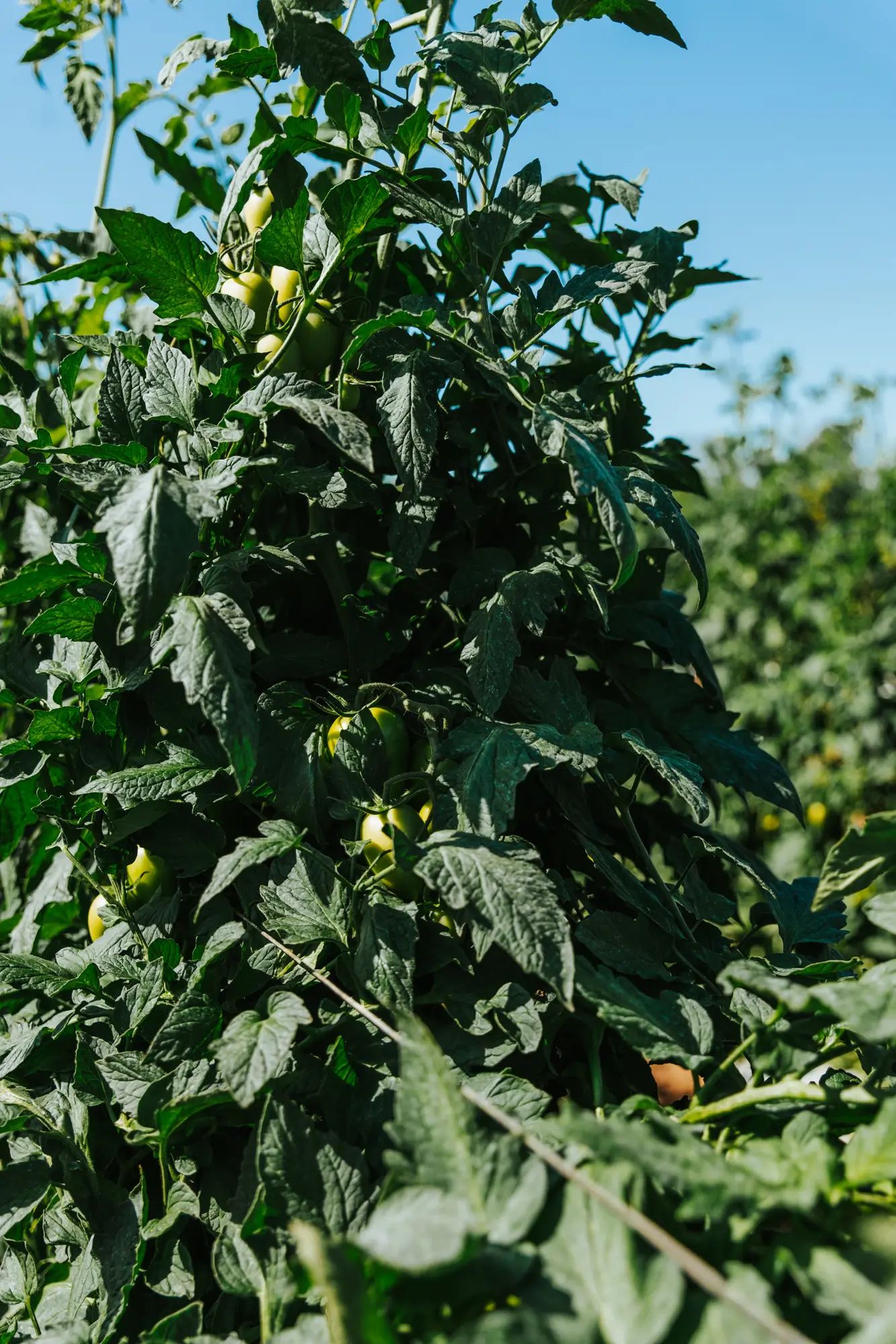 Tomato plants growing in a field under bright sunlight, showcasing healthy crops with NuEdge liquid fertiliser benefits.