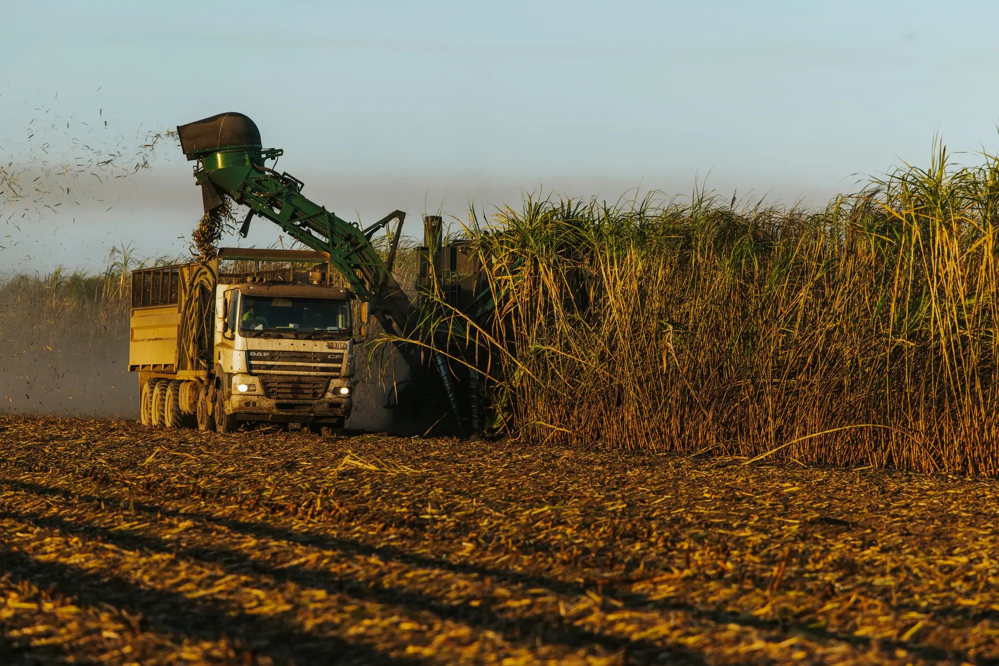 Harvesting truck collecting crops in a sugarcane field, highlighting agronomy and soil nutrition for higher fruit yields with NuEdge.