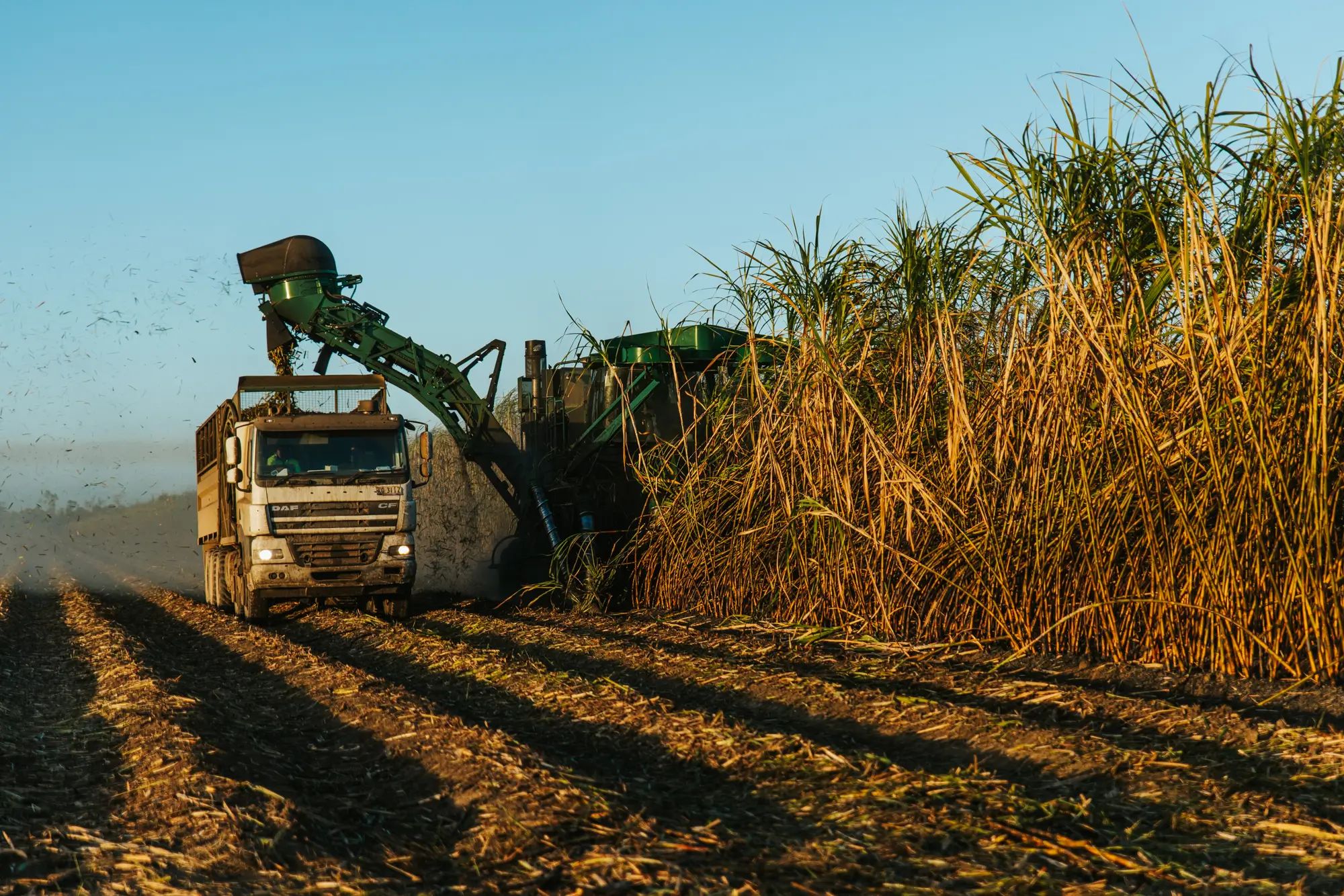 Harvesting truck collecting crops in a sugarcane field, showcasing agronomy and soil nutrition for healthy crops with NuEdge.