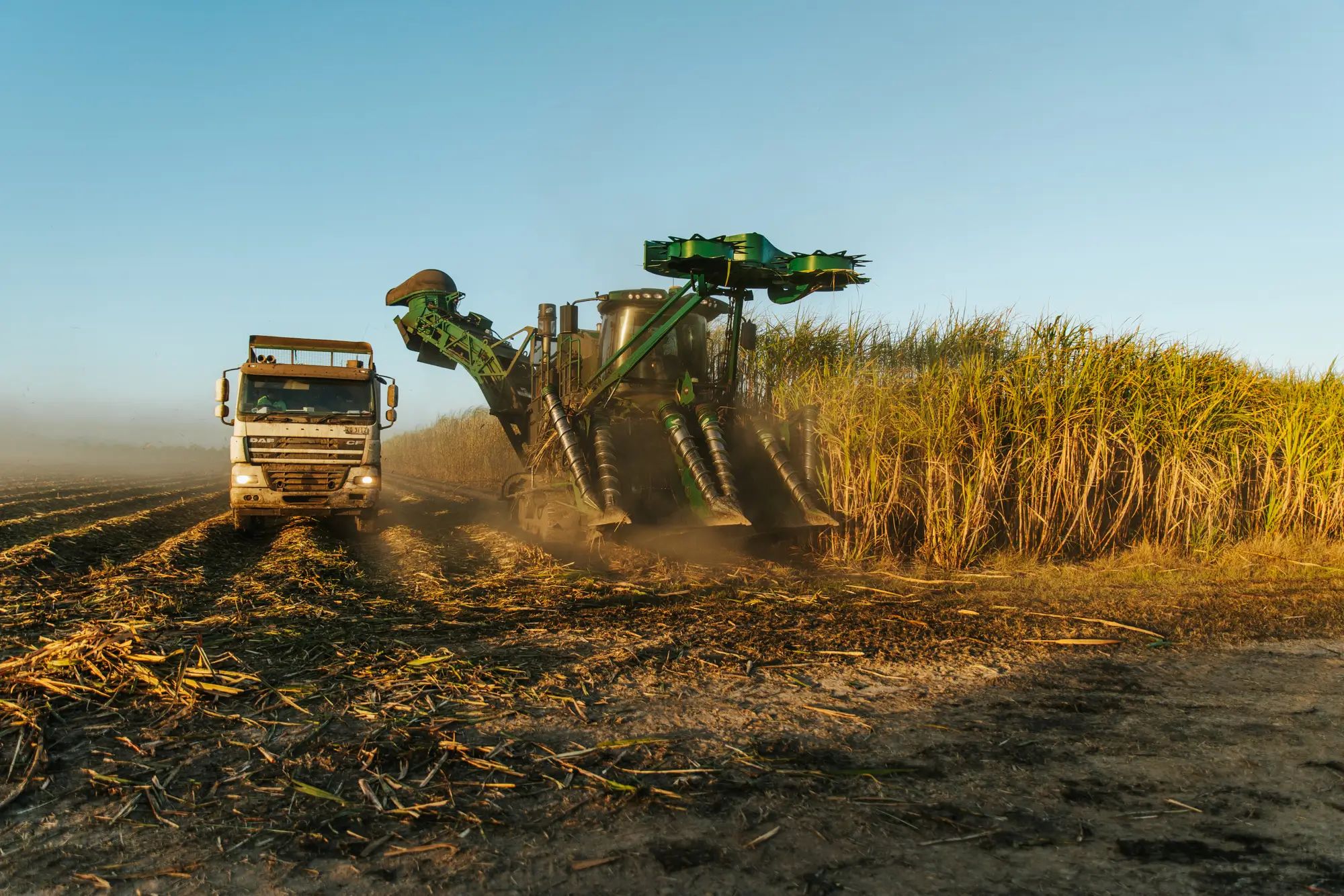 Harvesting machine in a sugarcane field during operation, highlighting agronomy and soil nutrition for higher fruit yields with NuEdge.