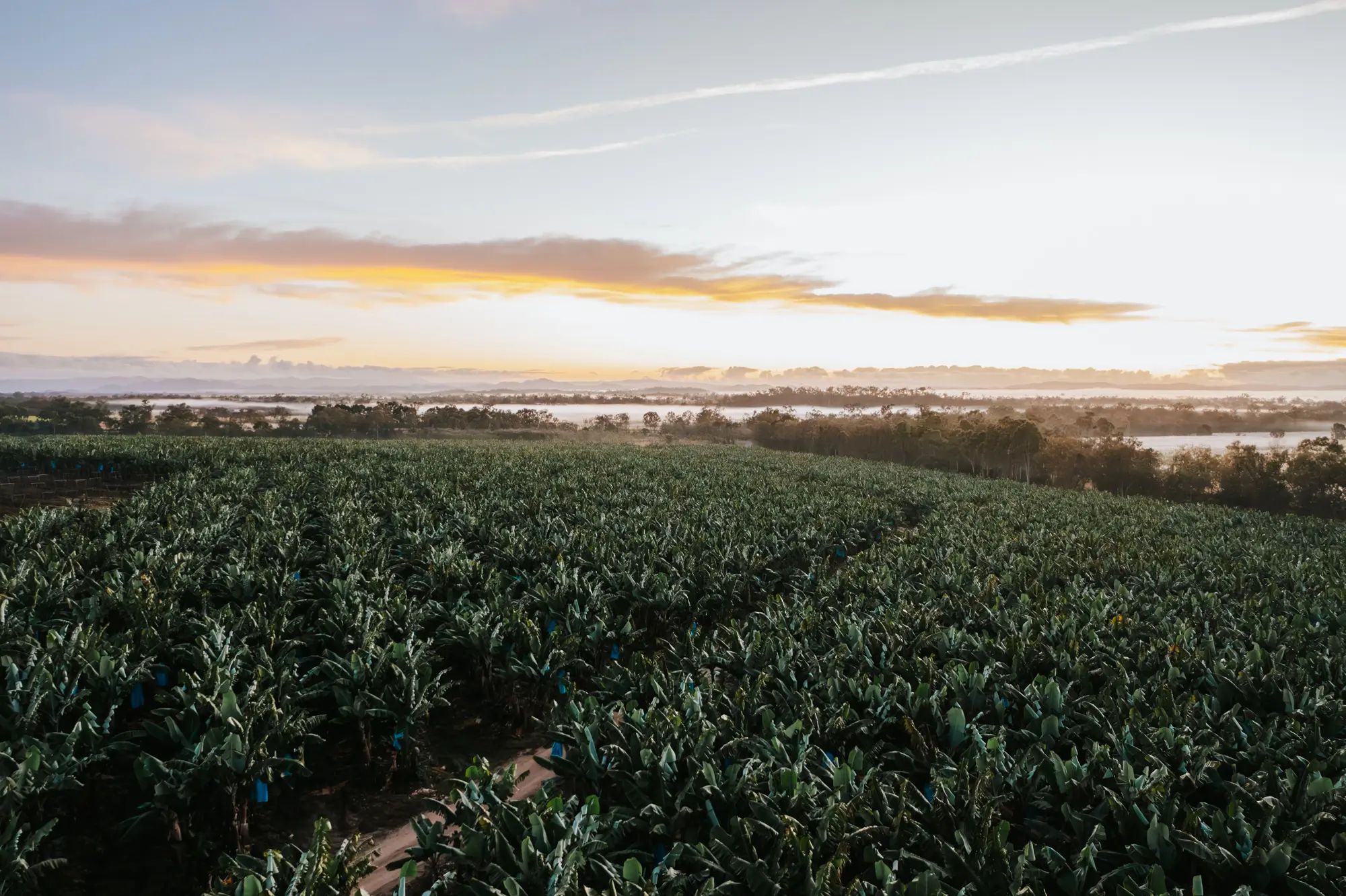 Banana plantation growing at sunrise, showcasing the use of liquid fertiliser for higher fruit yields on an Australian farm.