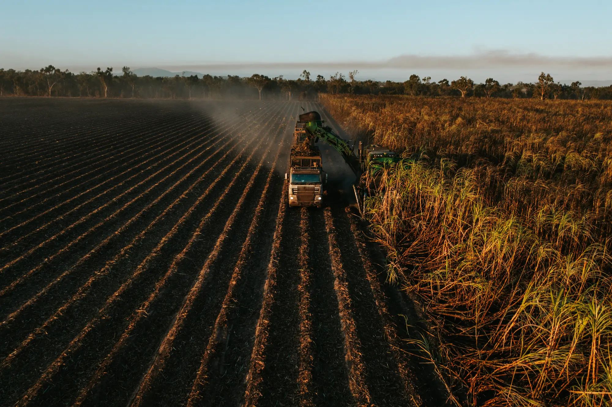 Harvesting machine in a sugarcane field during crop collection, highlighting agronomy and soil nutrition for healthy crops.