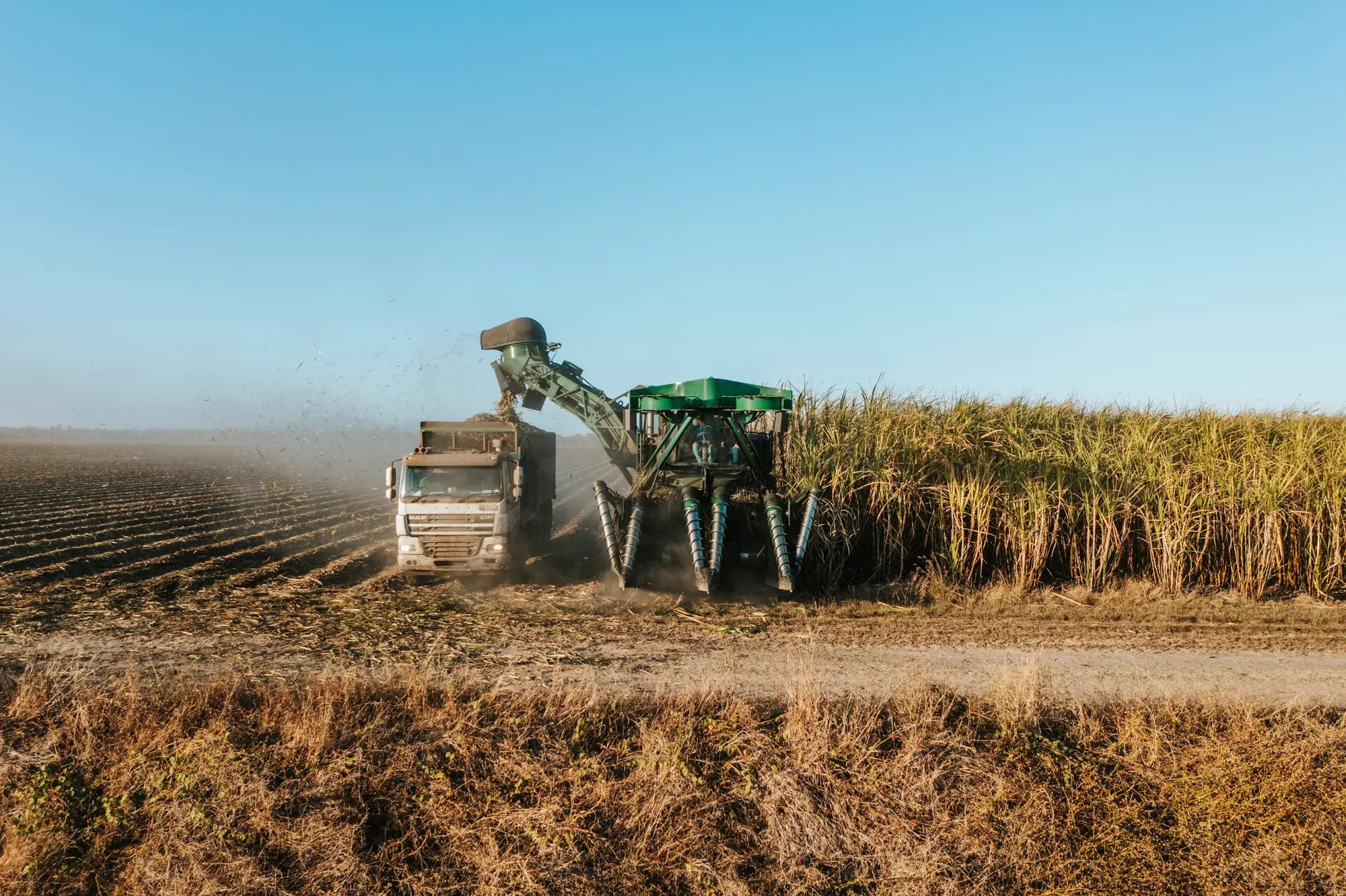 Harvesting machine loading truck in a sugarcane field, showcasing agronomy and soil nutrition for higher fruit yields.