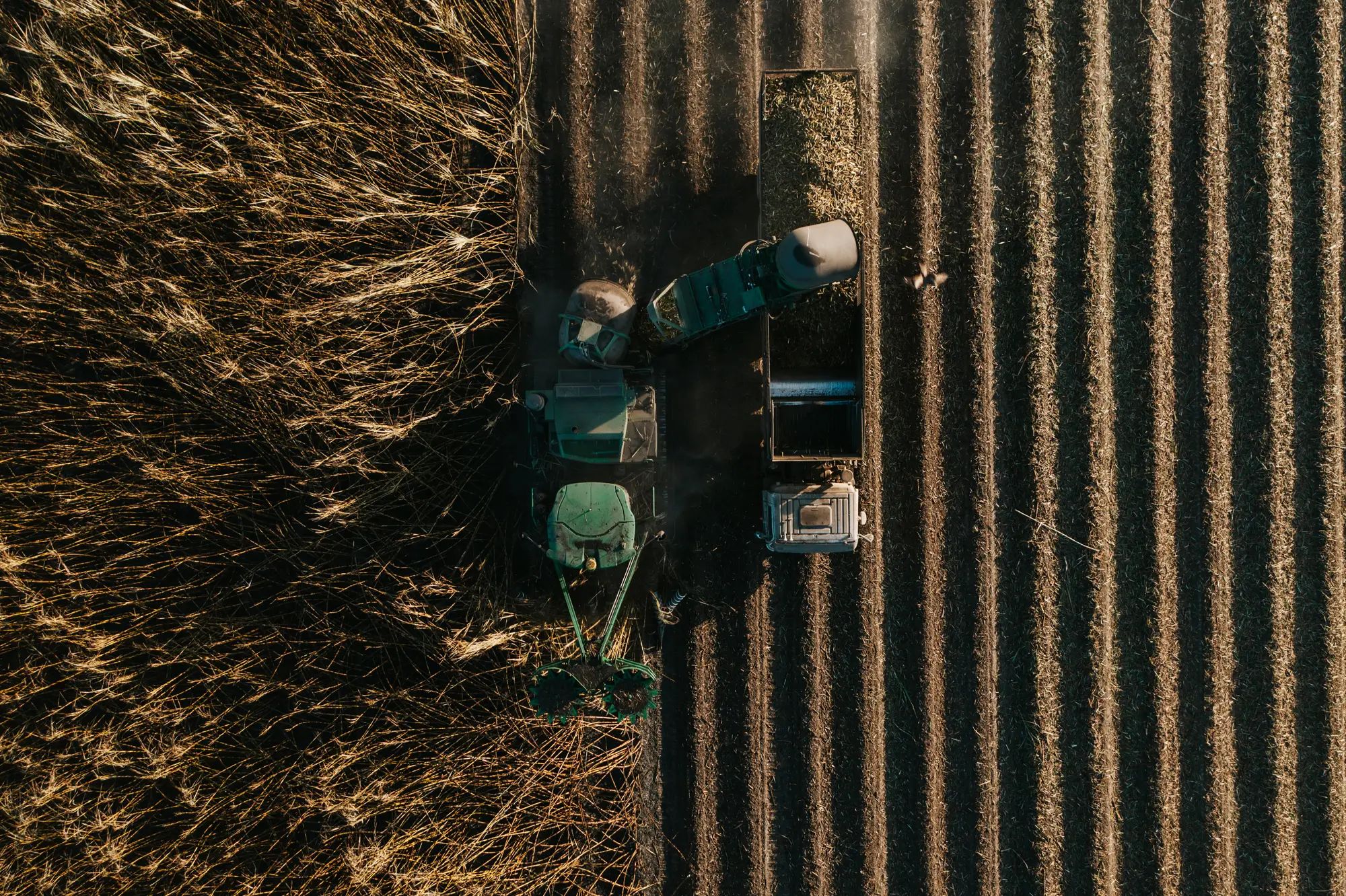 Harvester in field actively harvesting crops, showcasing agronomy and soil nutrition for higher fruit yields with NuEdge.