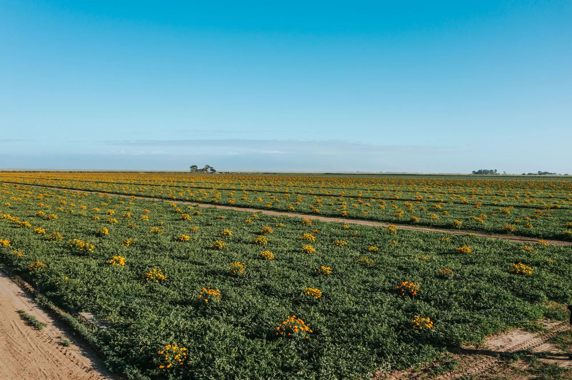 Flower field blooming on an Australian farm, showcasing the benefits of liquid fertiliser for healthy crops and higher yields.