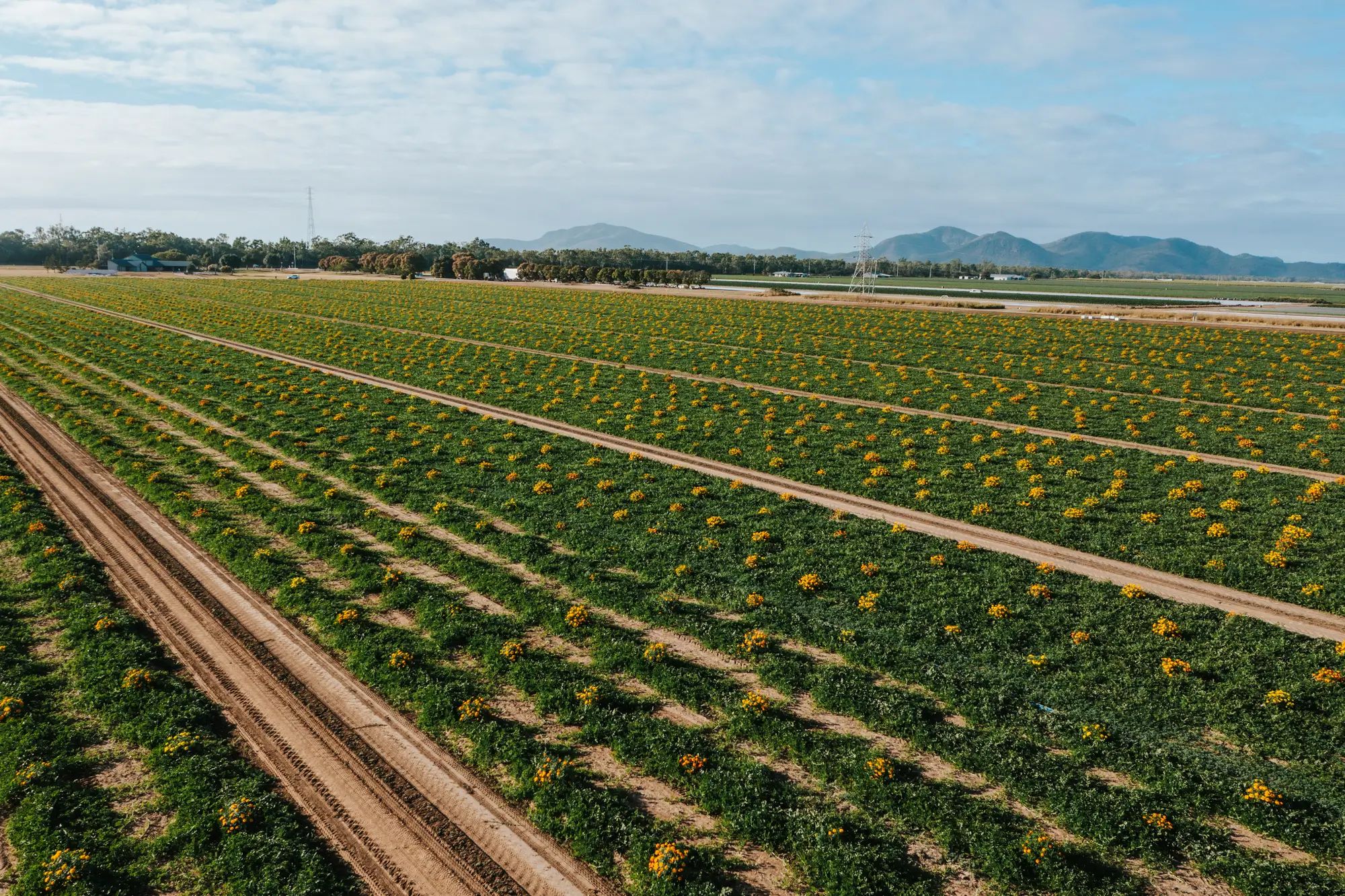 Flower field growing on an Australian farm, showcasing agronomy and soil nutrition for higher fruit yields with NuEdge.