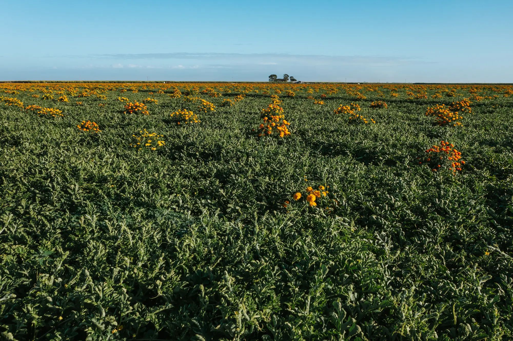 Marigold flowers blooming in a vast green field, showcasing healthy crops and soil nutrition on an Australian farm with NuEdge fertiliser.