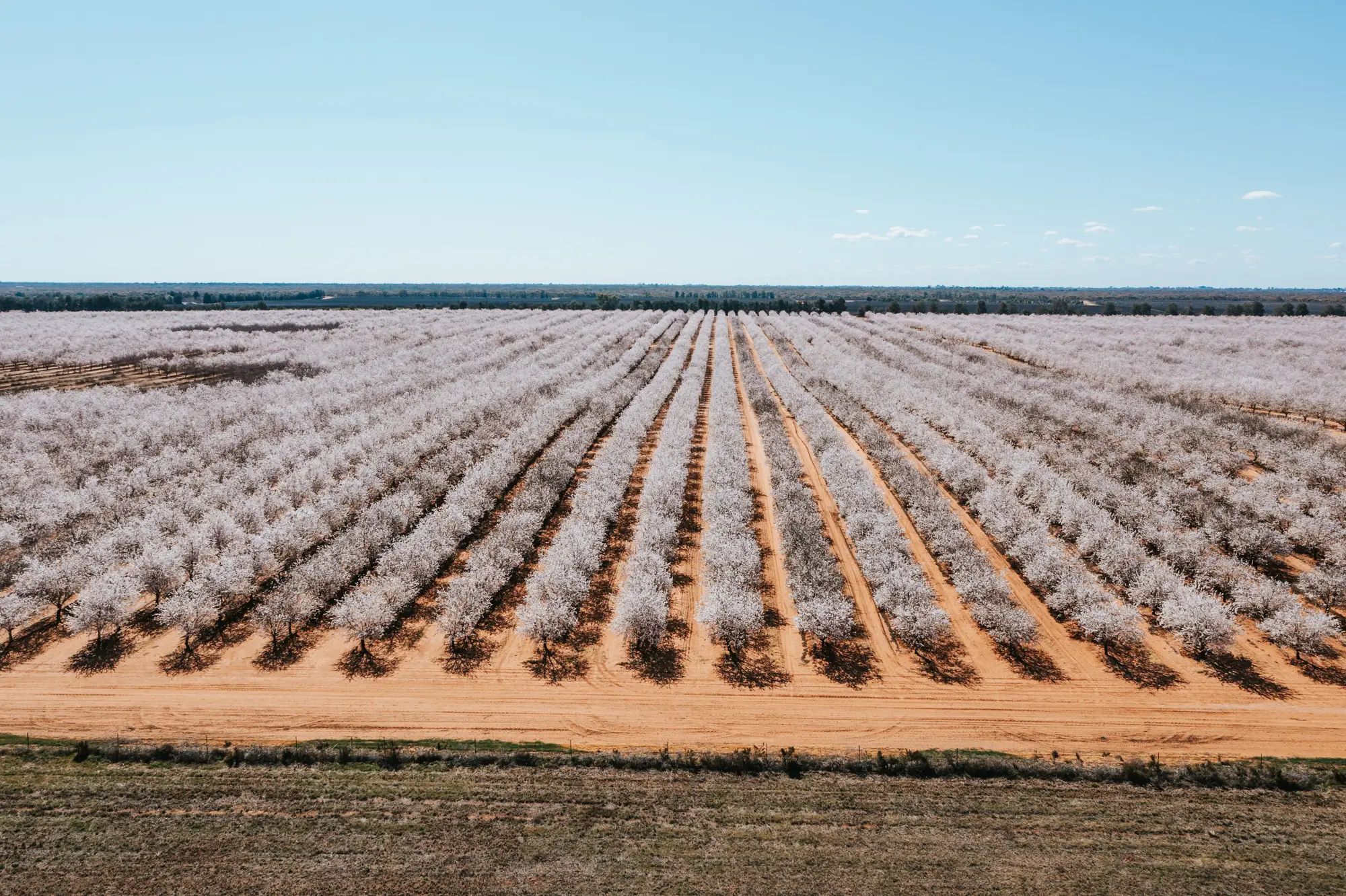 Blossoming orchard on an Australian farm with rows of trees under clear skies, highlighting liquid fertiliser use for healthy crops.