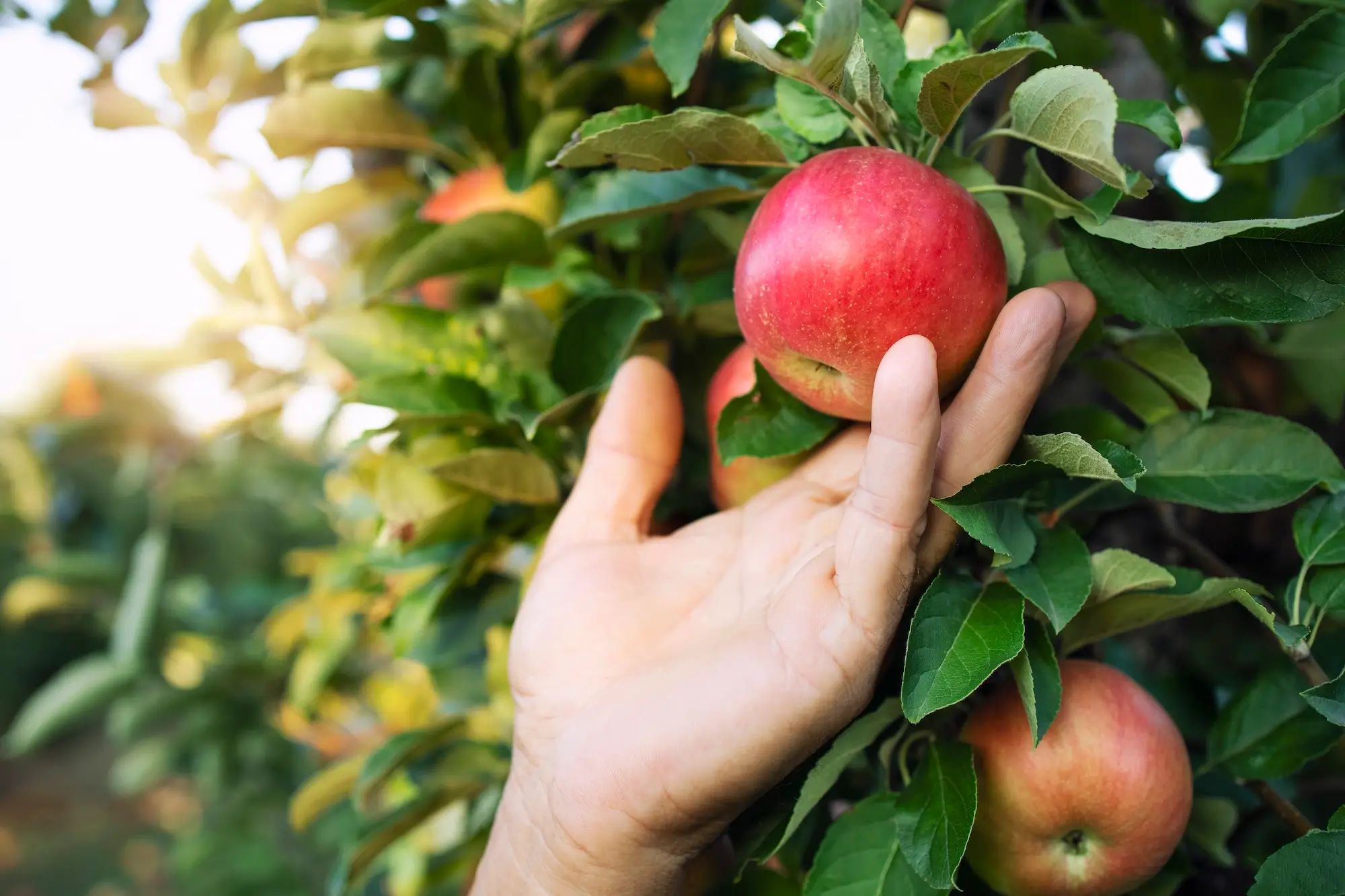 Red apple being picked from a tree, highlighting agronomy and custom fertiliser on an Australian farm.