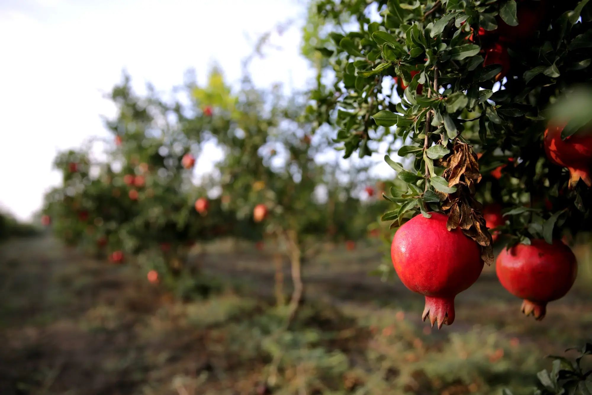 Pomegranate growing in an orchard, highlighting the use of liquid fertiliser on an Australian farm for agronomy and custom fertiliser needs.