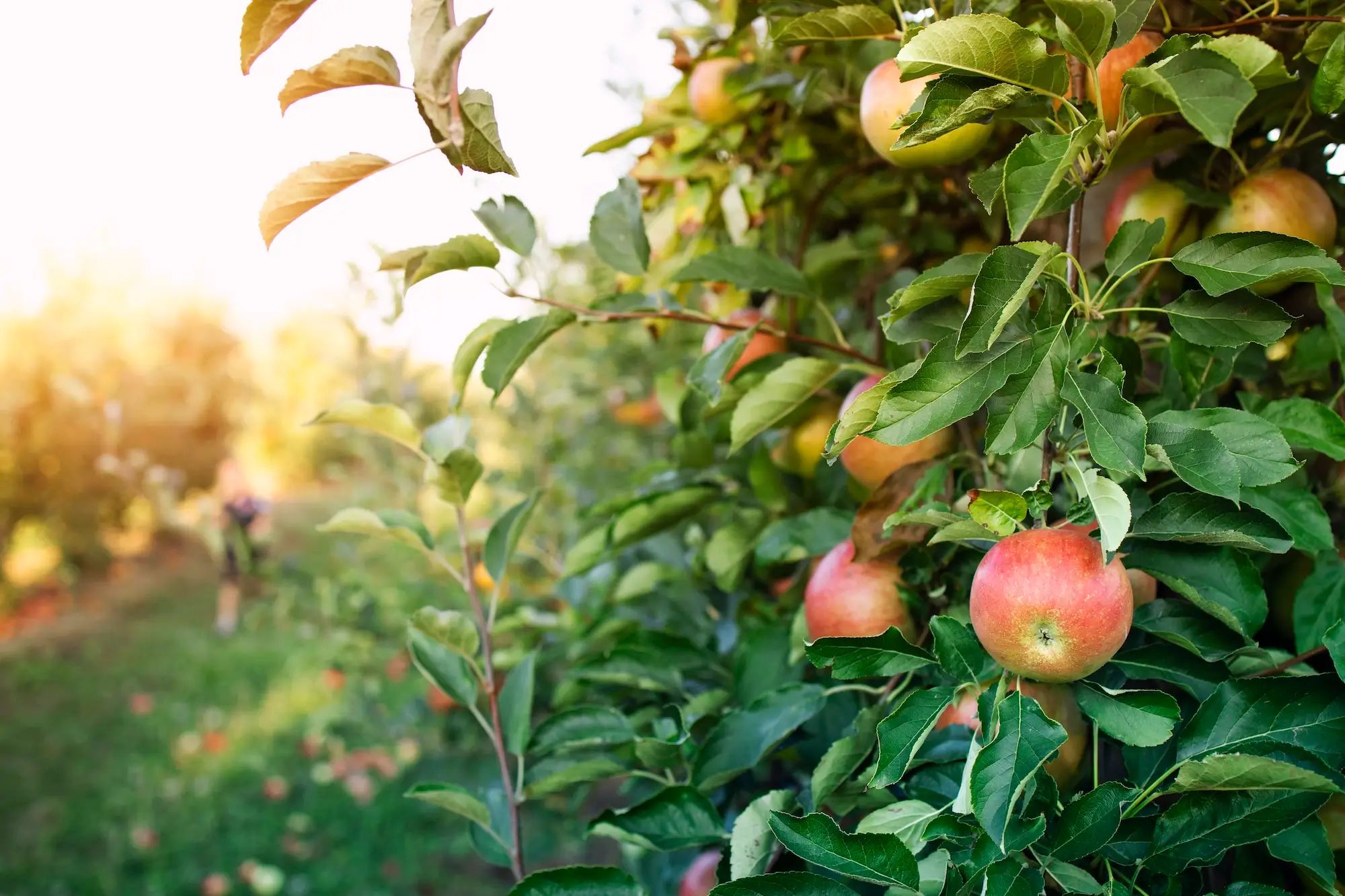 Apple tree growing in an orchard, showcasing lush green leaves and ripe apples, ideal for liquid fertiliser on an Australian farm.
