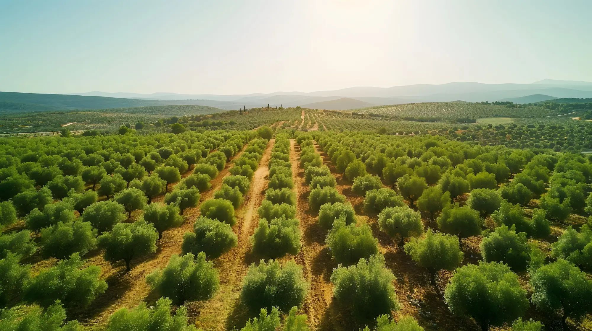 Olive trees growing in a sprawling farm landscape under a clear sky, highlighting agronomy and custom fertiliser use.