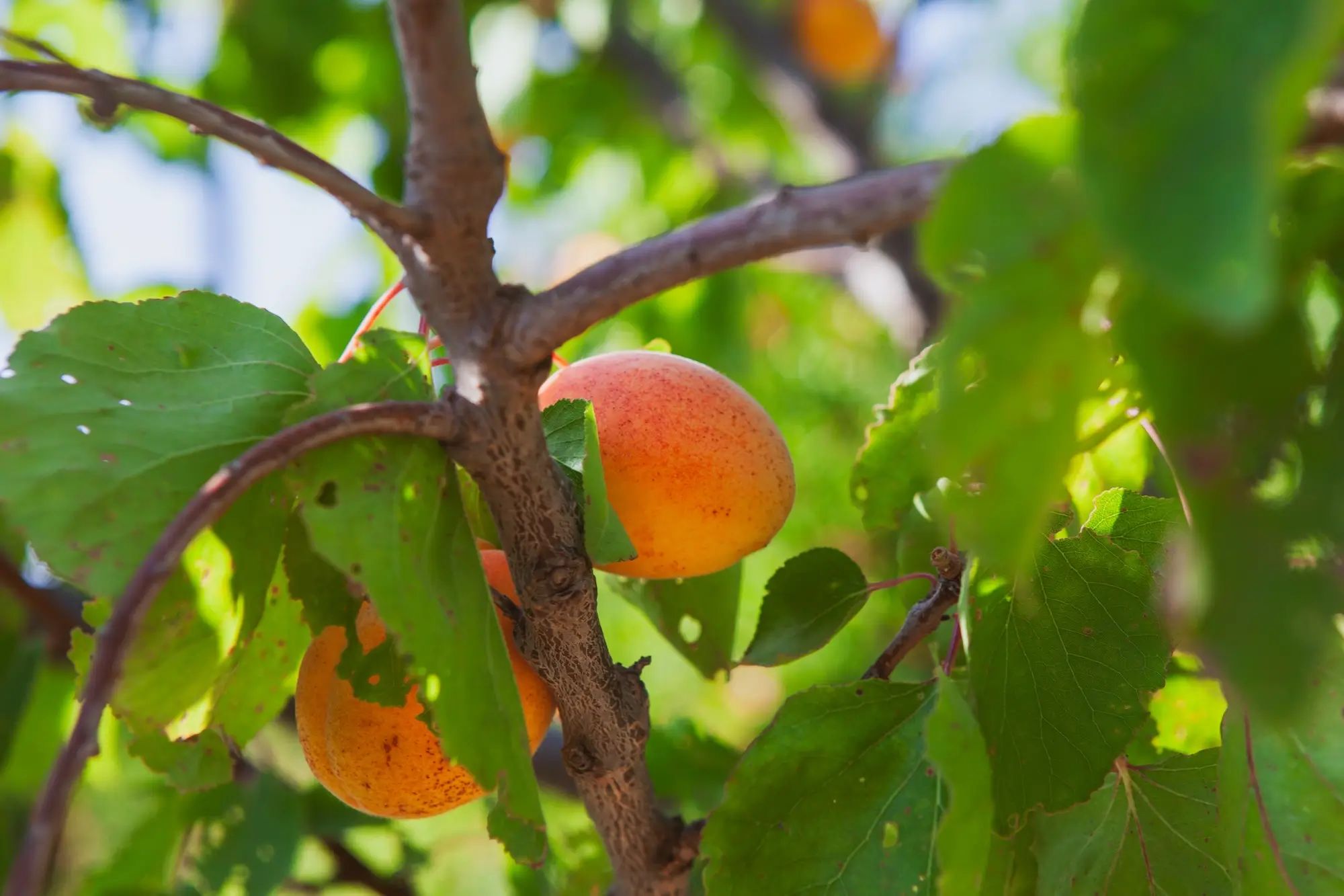 Ripe apricot growing on a tree branch, highlighting the use of liquid fertiliser on an Australian farm for agronomy.